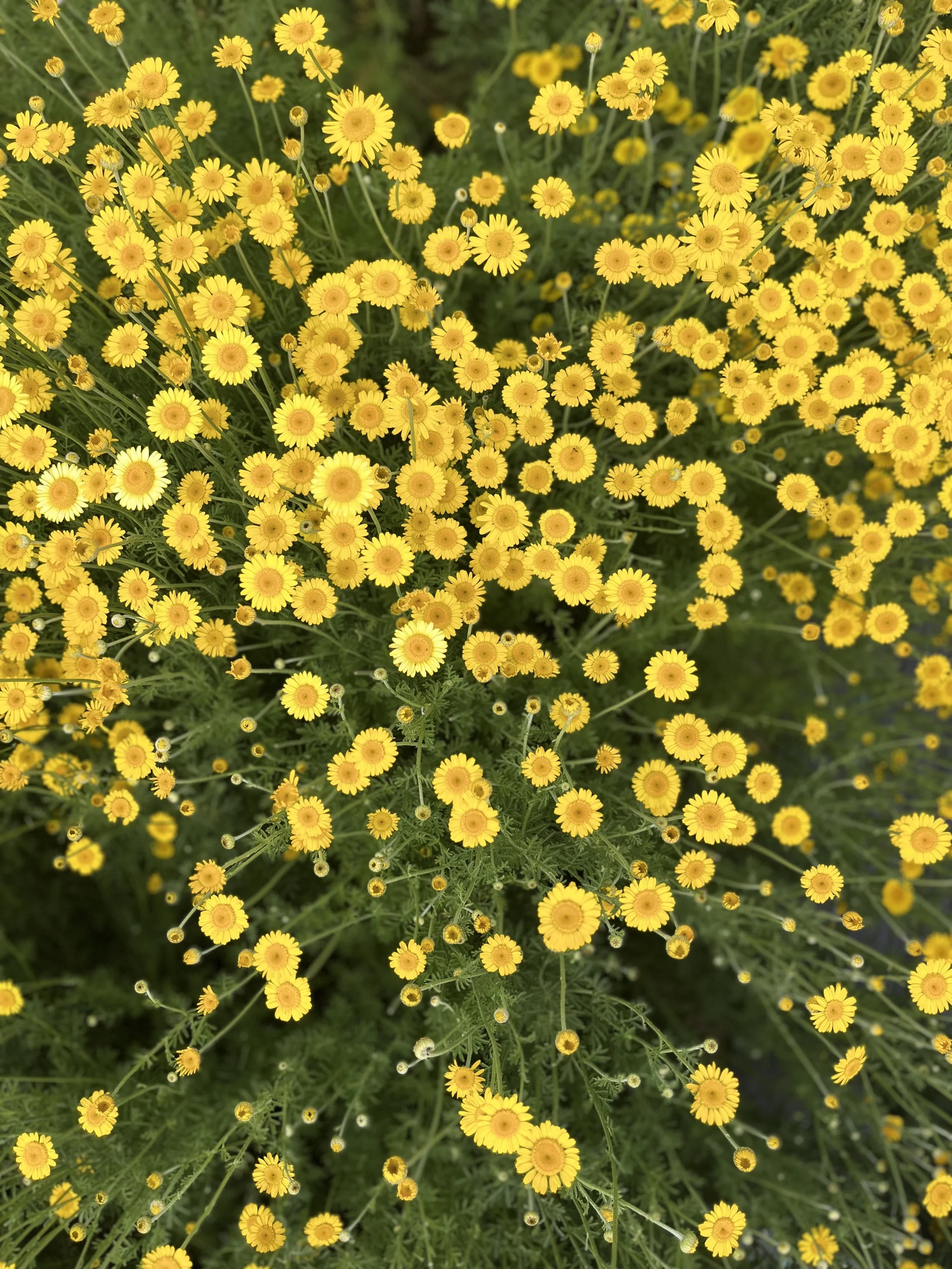 A flush of yellow dyers chamomile being grown on Rising Tide Botanicals farm in Colts Neck, New Jersey