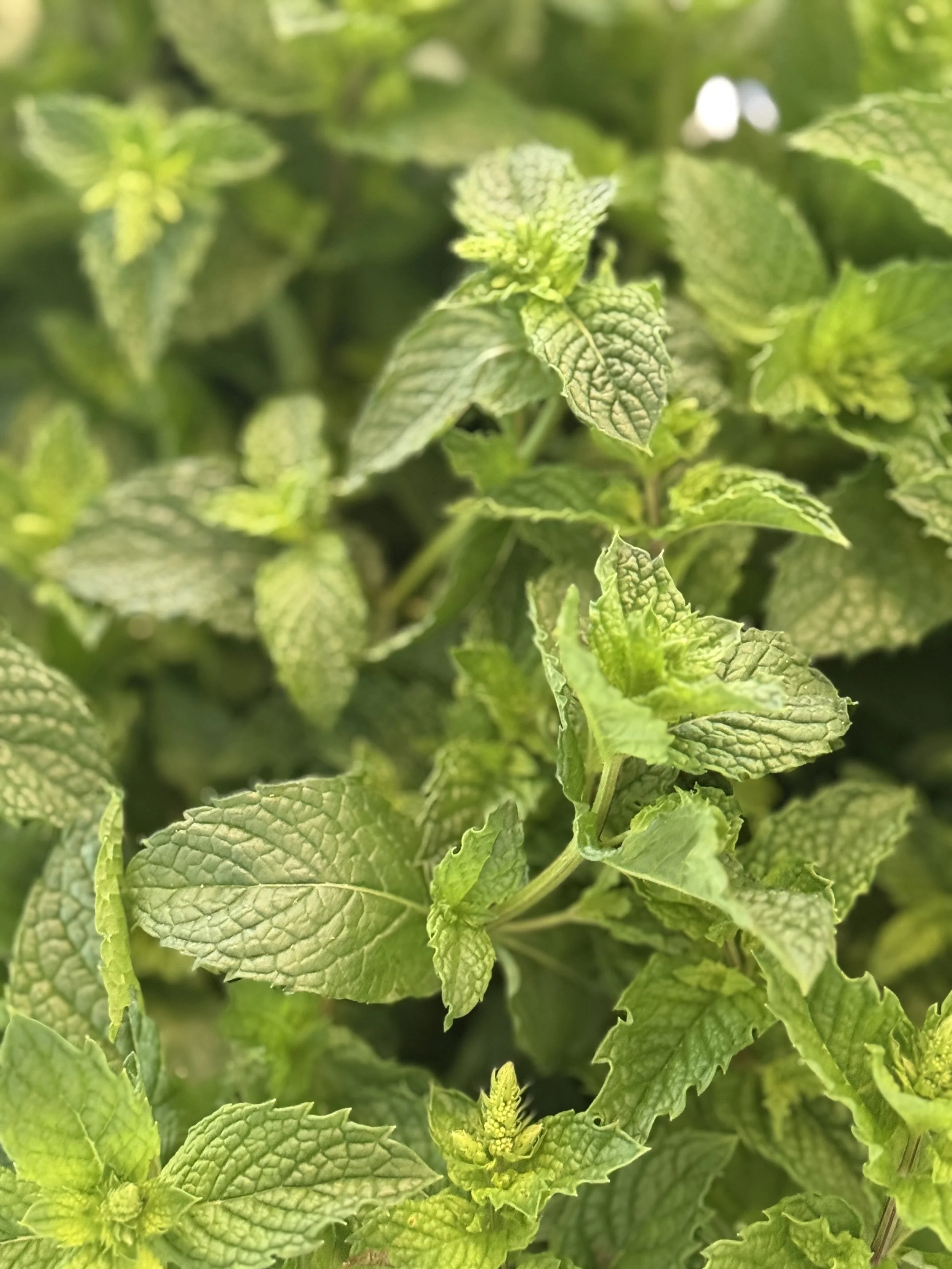 A fresh batch of mint from Rising Tide Botanicals farm in Colts Neck, New Jersey