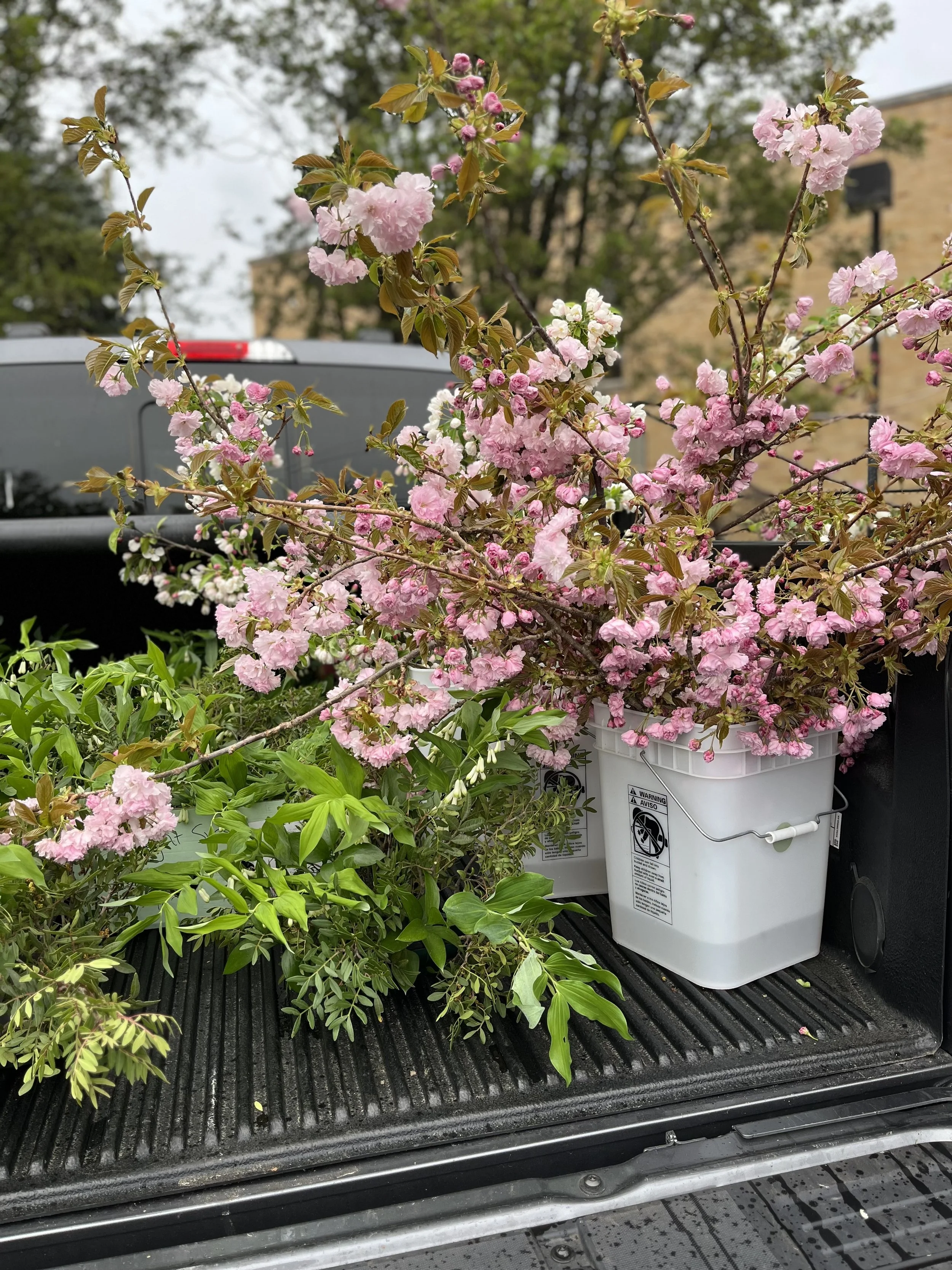 A big haul of freshly cut cherry blossoms from Rising Tide Botanicals farm in Fair Haven, New Jersey