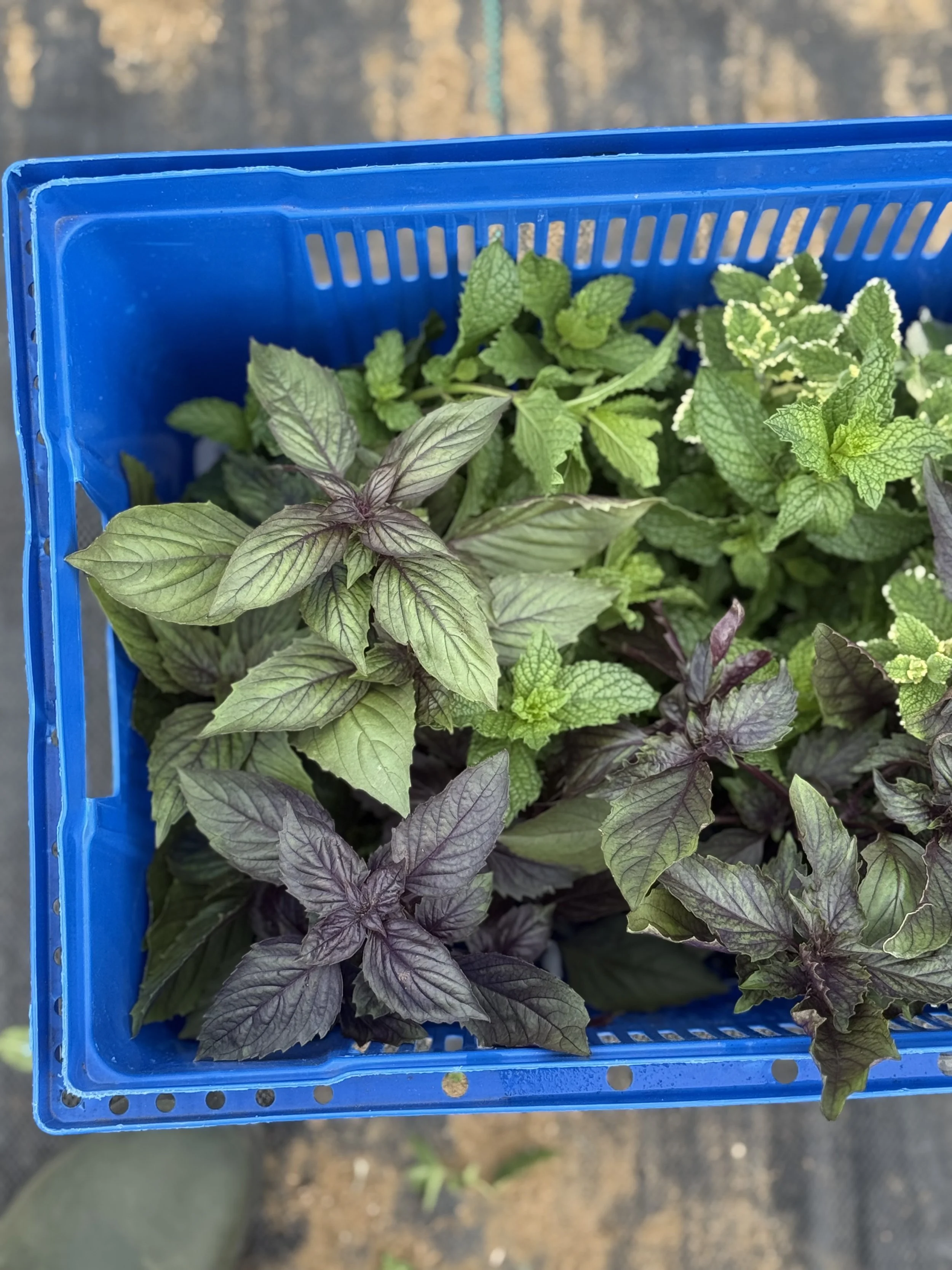 A bucket of freshly harvested mint from Rising Tide Botanicals farm in Colts Neck, New Jersey