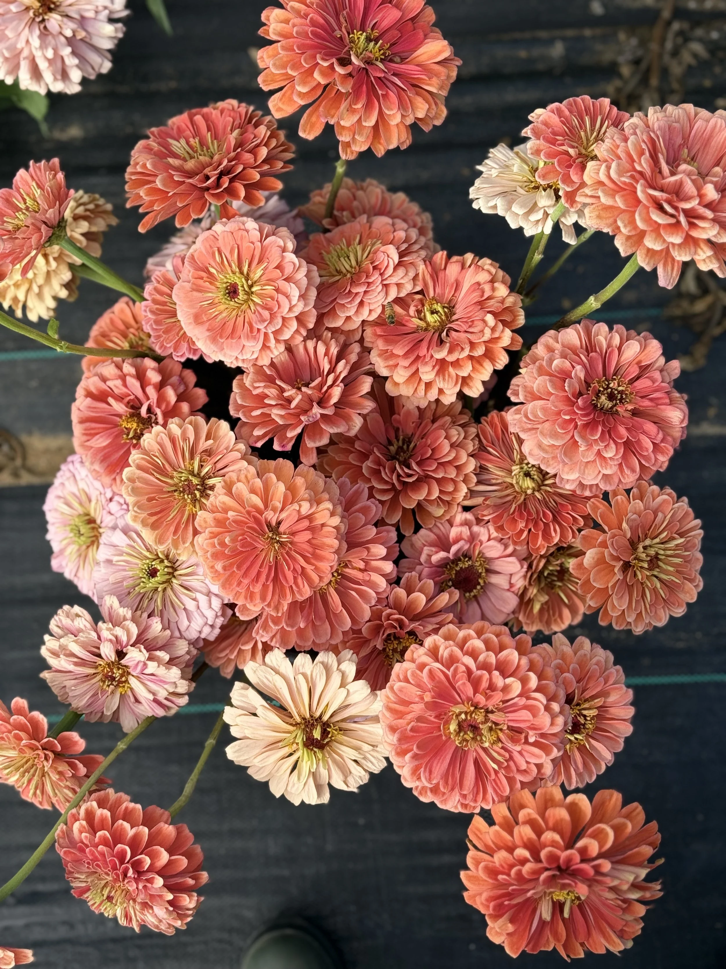 A bright bouquet of coral colored zinnias from Rising Tide Botanicals farm in Colts Neck, New Jersey