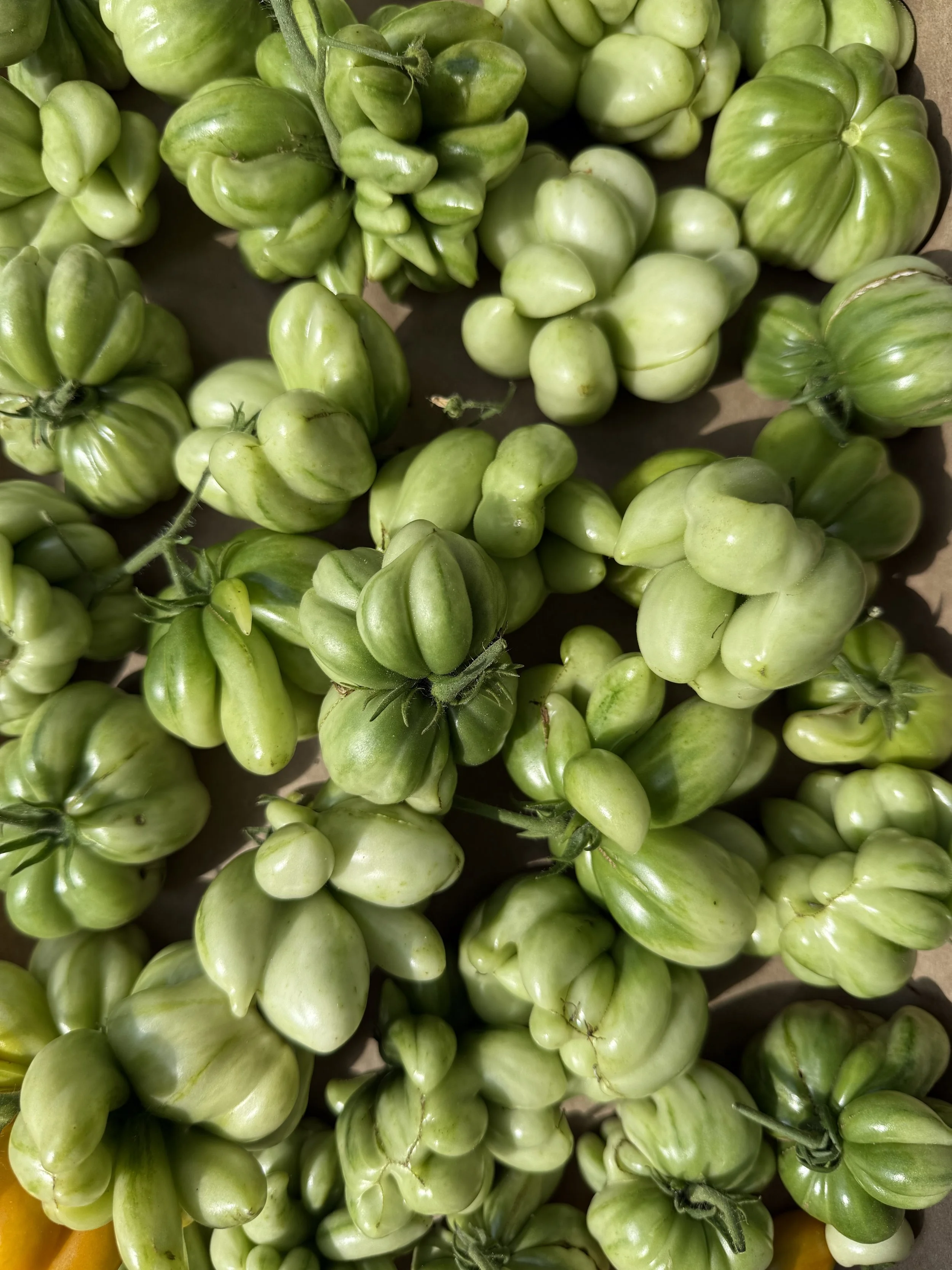 Early season green tomatoes being grown at Rising Tide Botanicals Farm in Fair Haven, New Jersey