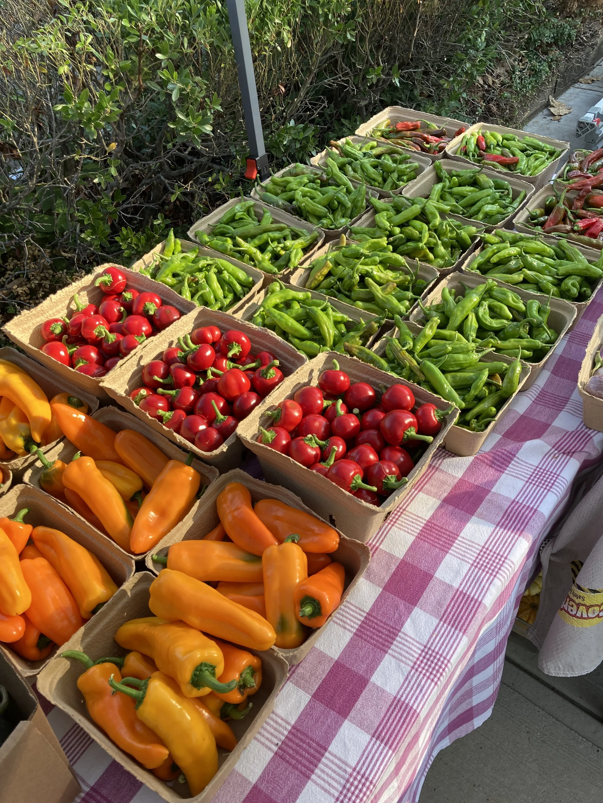 A table of fresh vegetables from Rising Tide Botanicals farm.  Orange peppers, red peppers and green shishito peppers.  In Rumson, New Jersey.