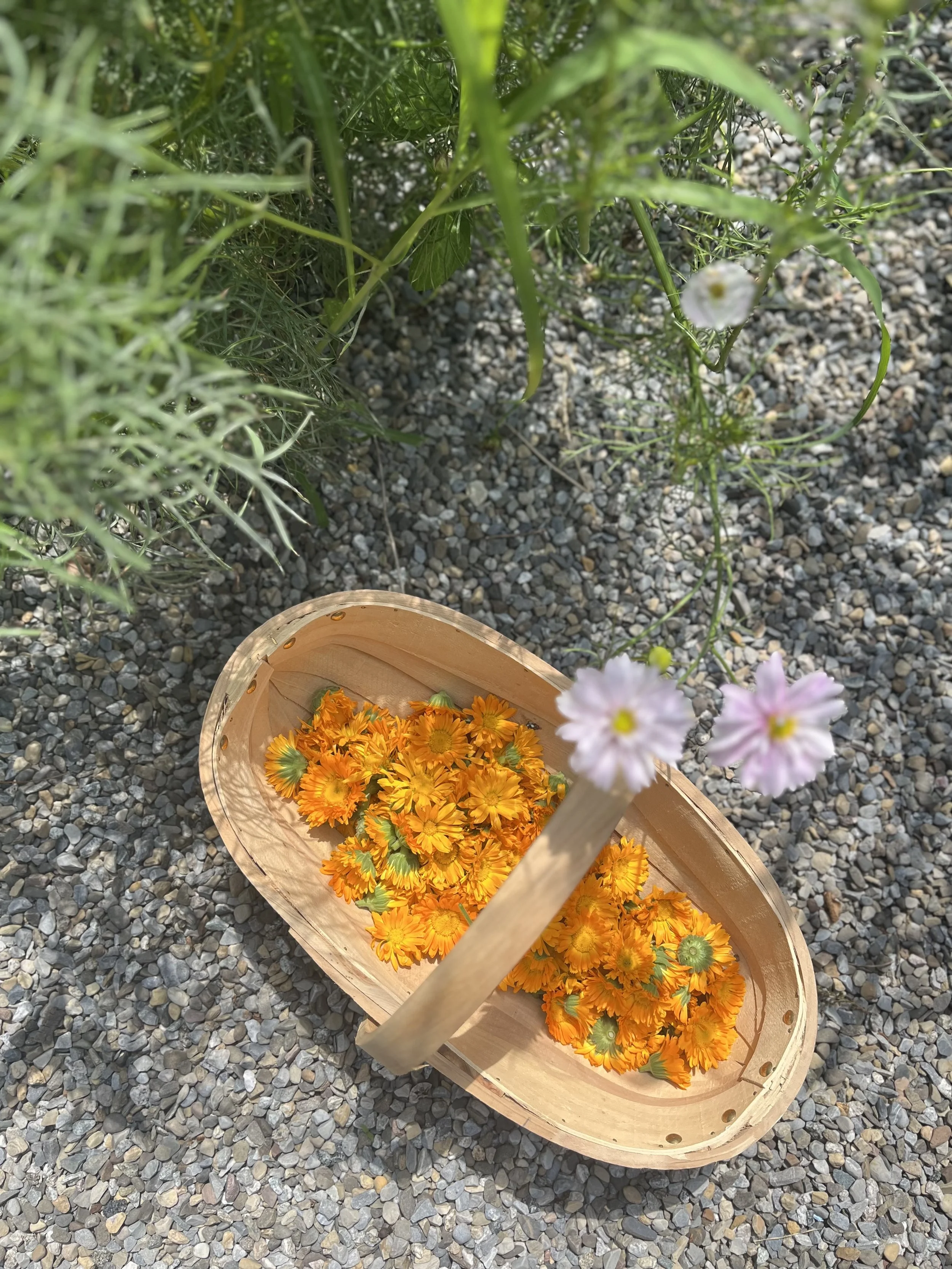 A basket for freshly picked calendula flowers from Rising Tide Botanicals farm in Fair Haven, New Jersey.