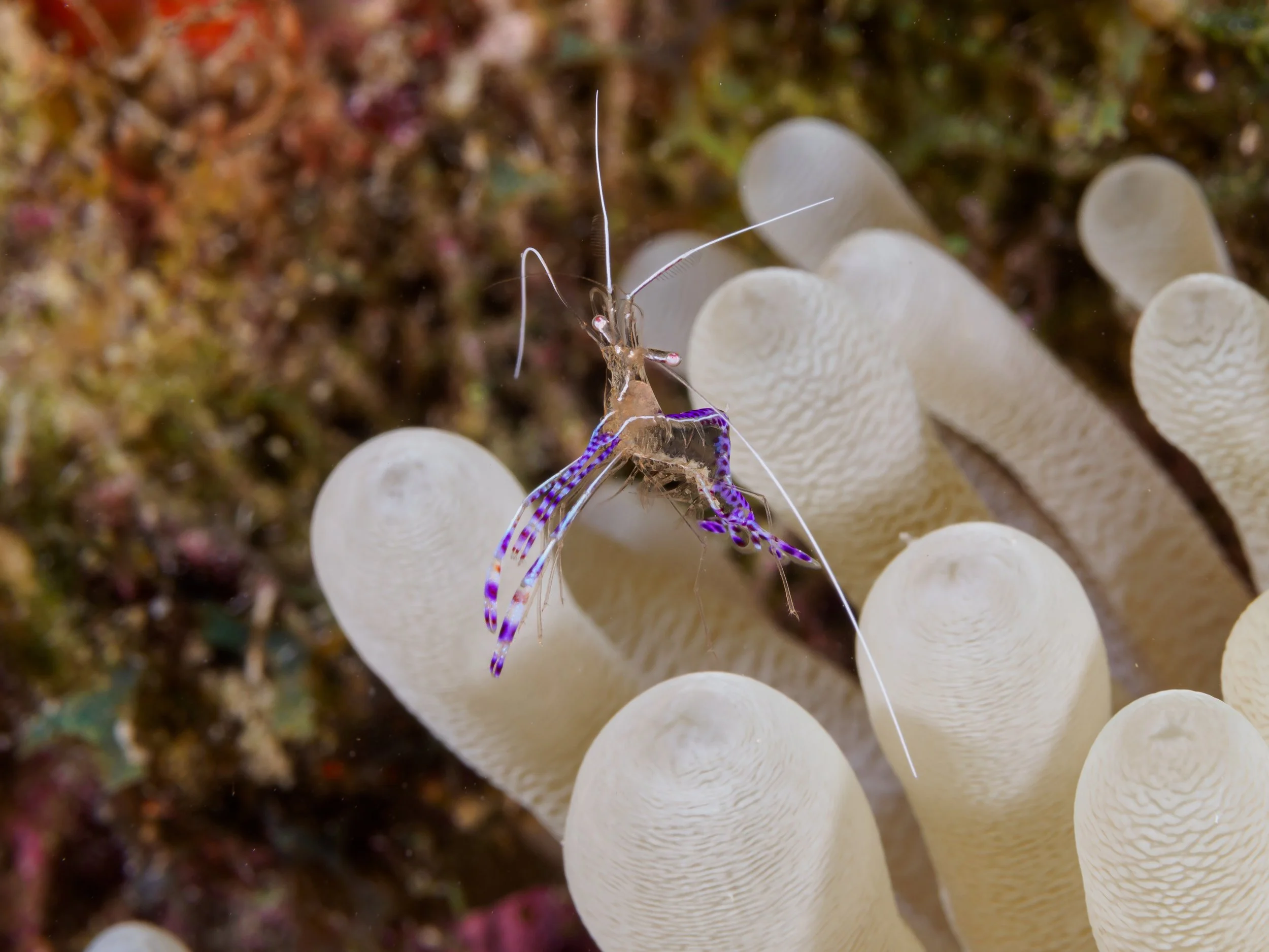 Pederson Shrimp over anemone - Bonaire