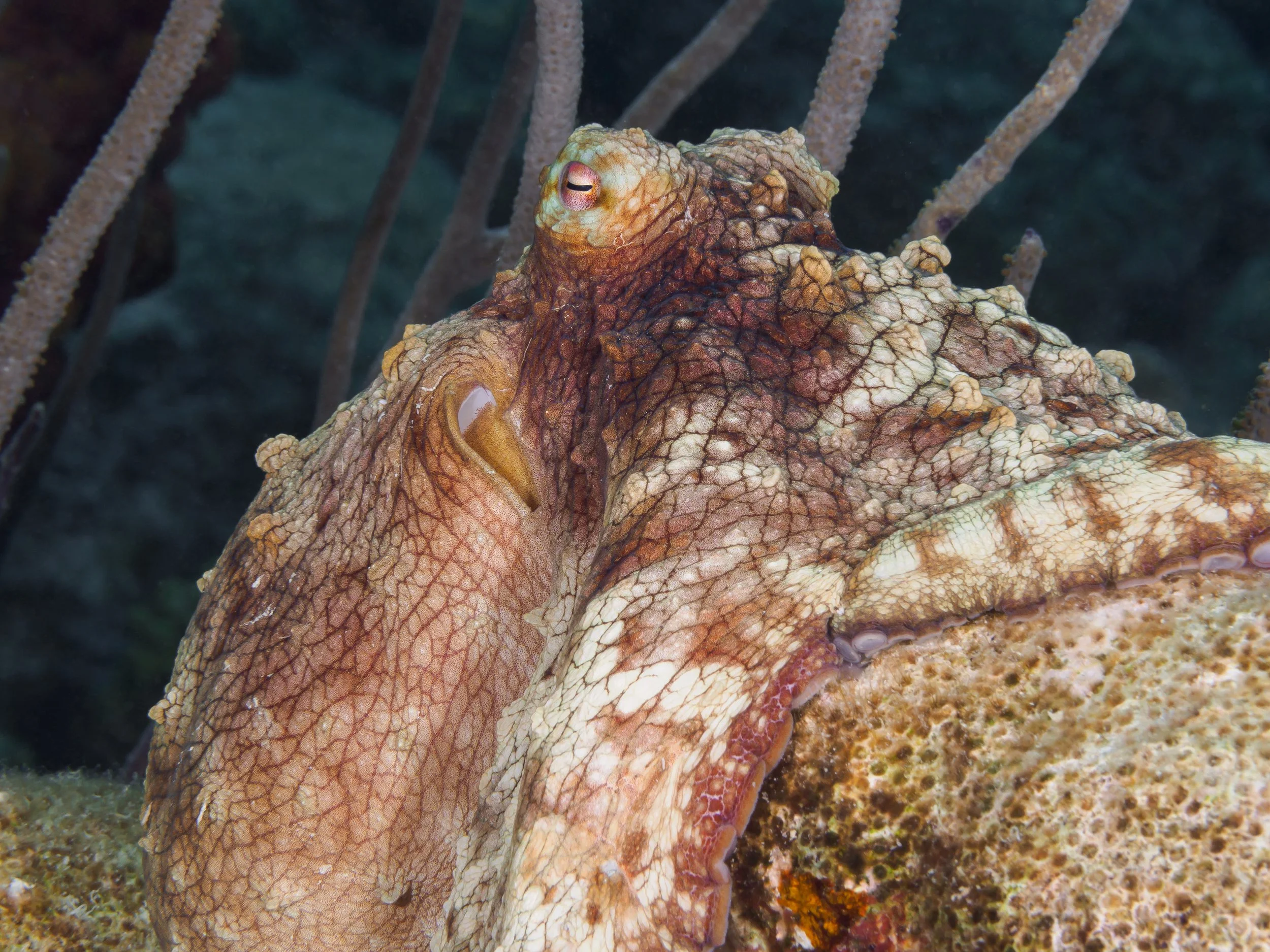 Octopus - Bonaire