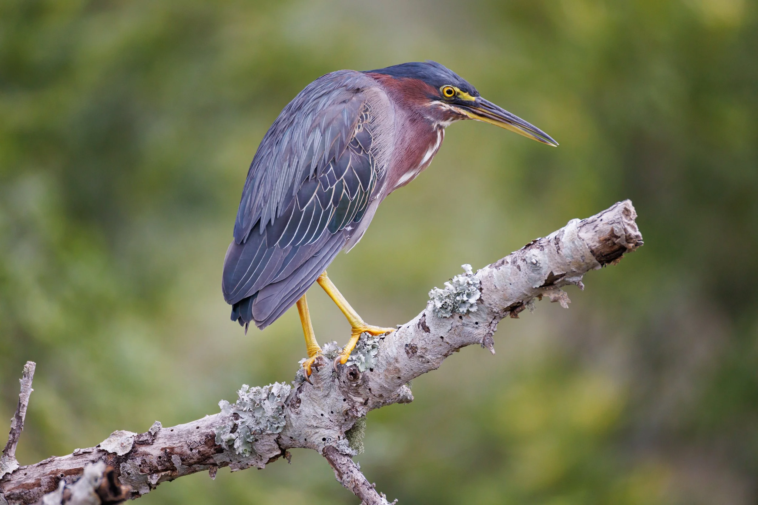 Green Heron on branch - Florida