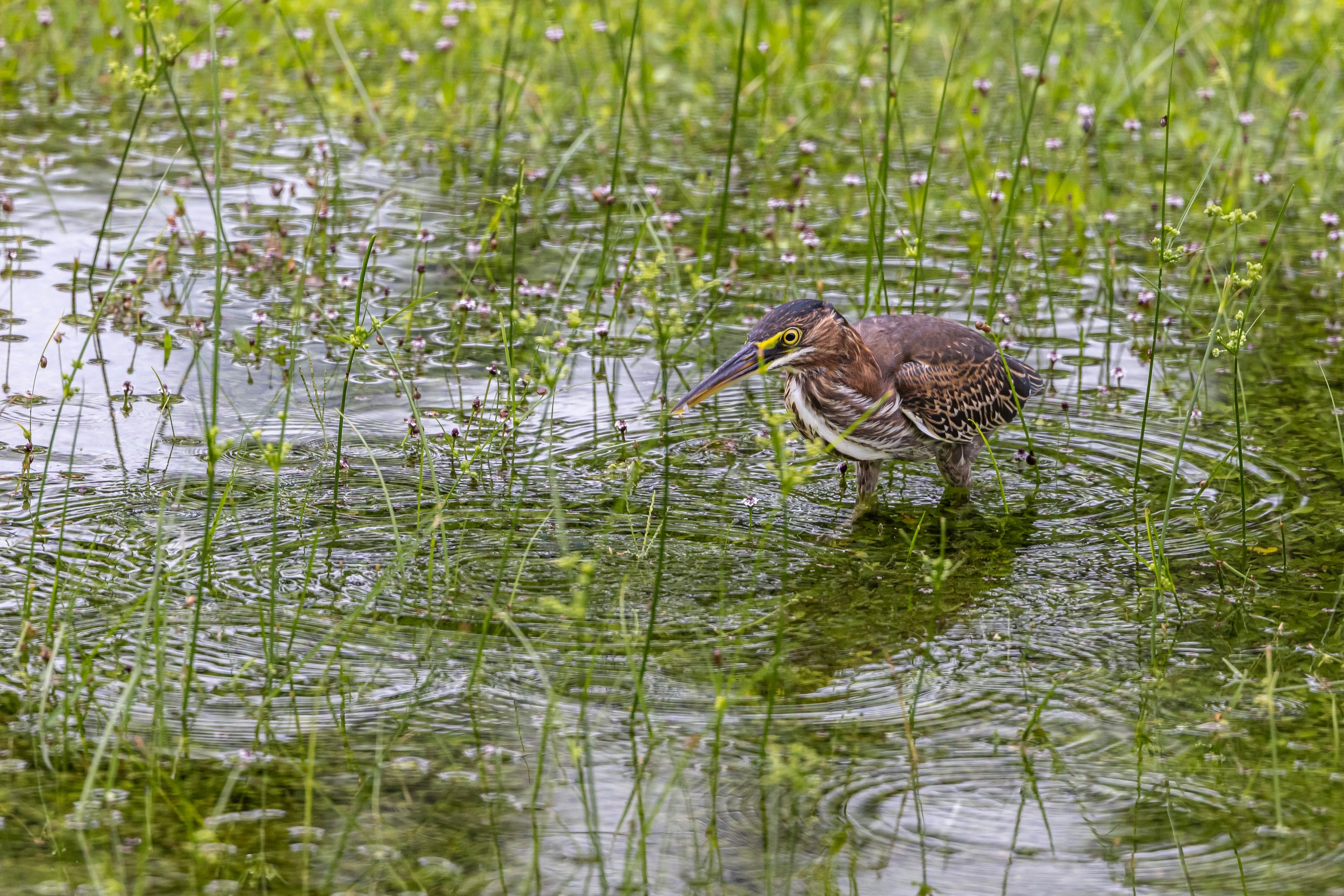 Green Heron - Florida