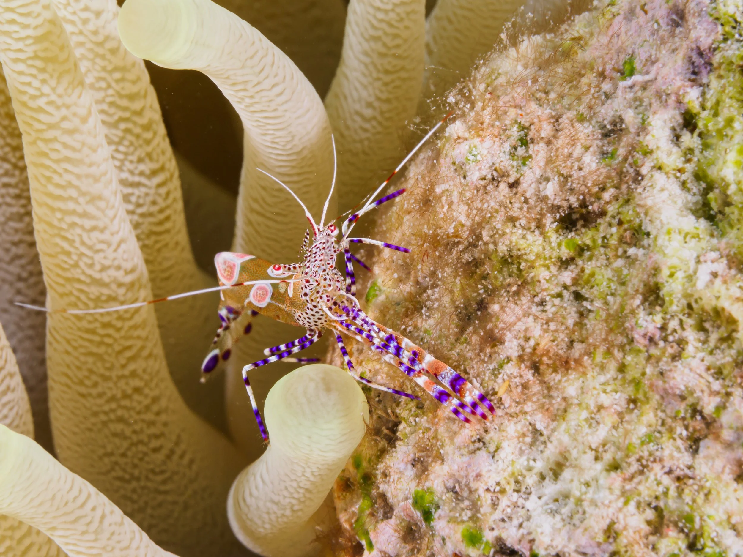 Spotted Cleaner Shrimp - Bonaire