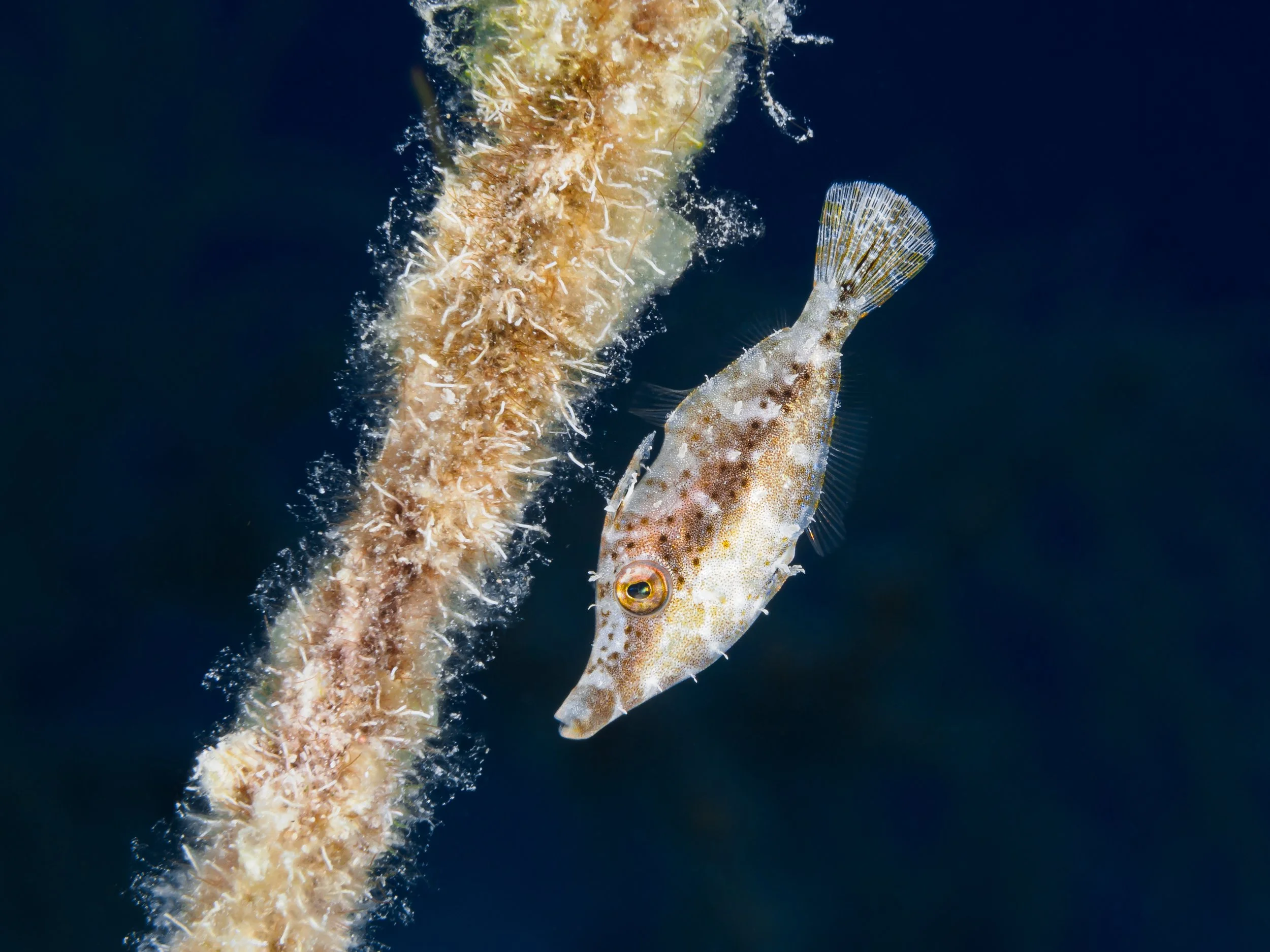 Juvenile Filefish - Cayman Brac