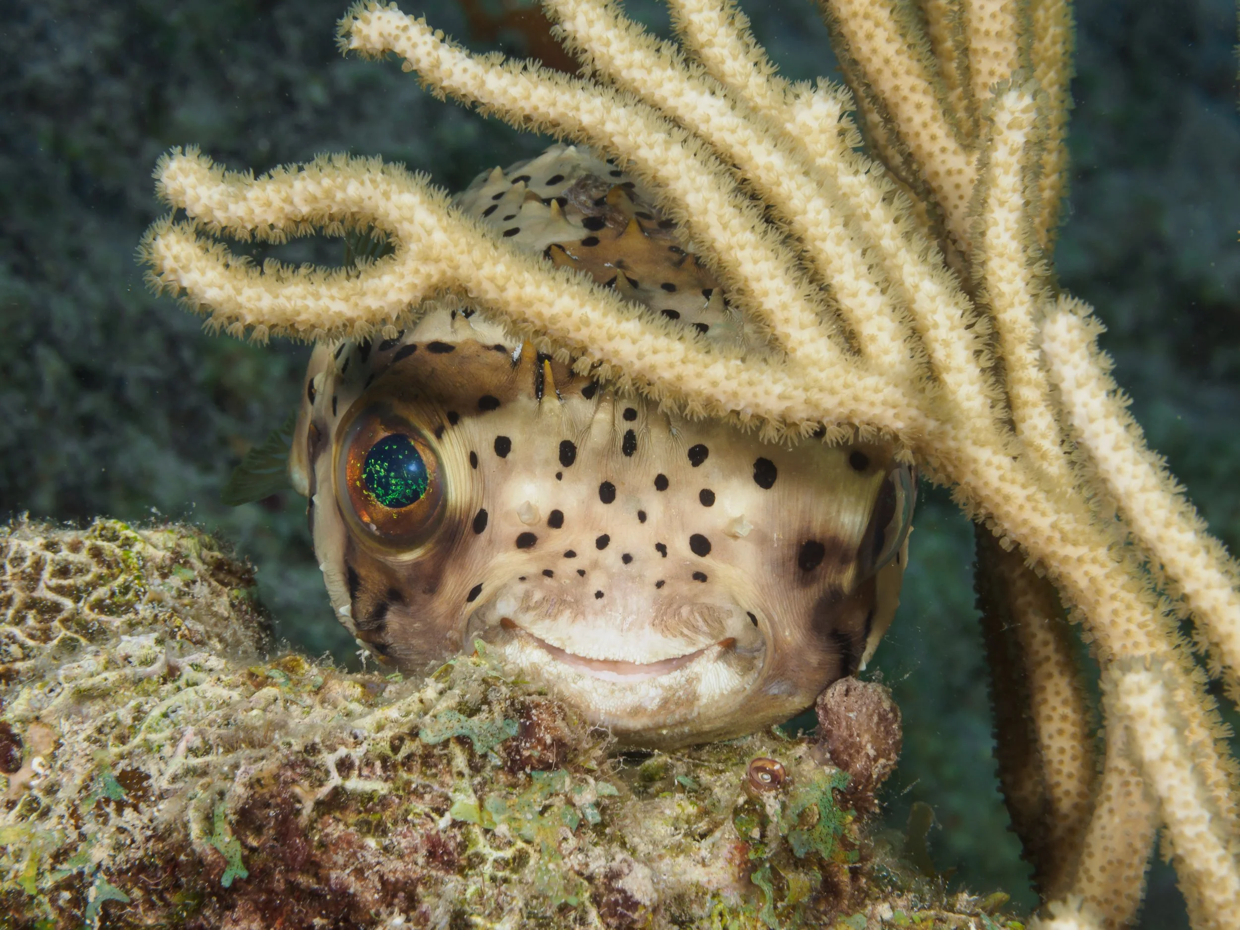 Balloonfish tries to hide - Bonaire