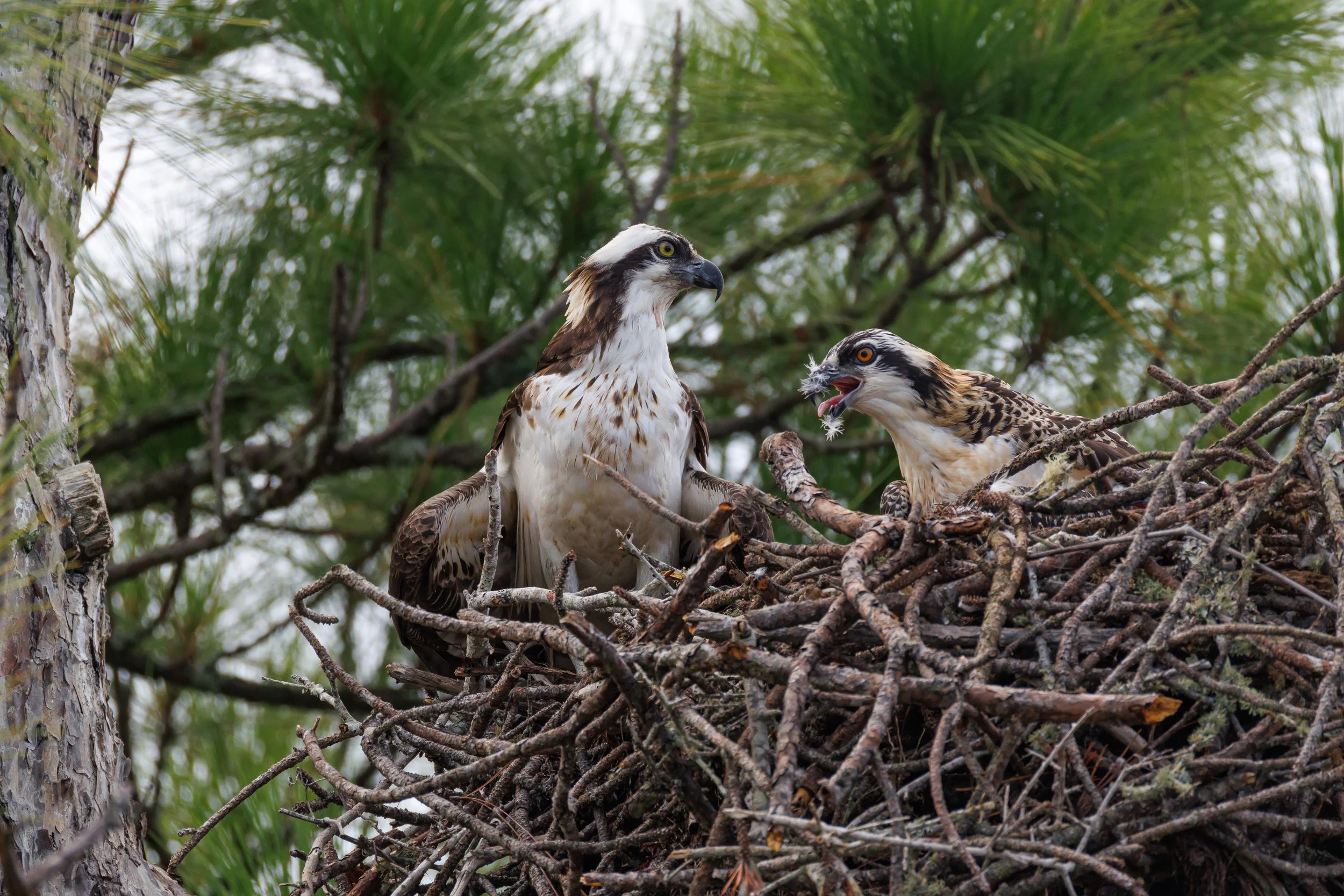 Mother Osprey and juvenile - Florida