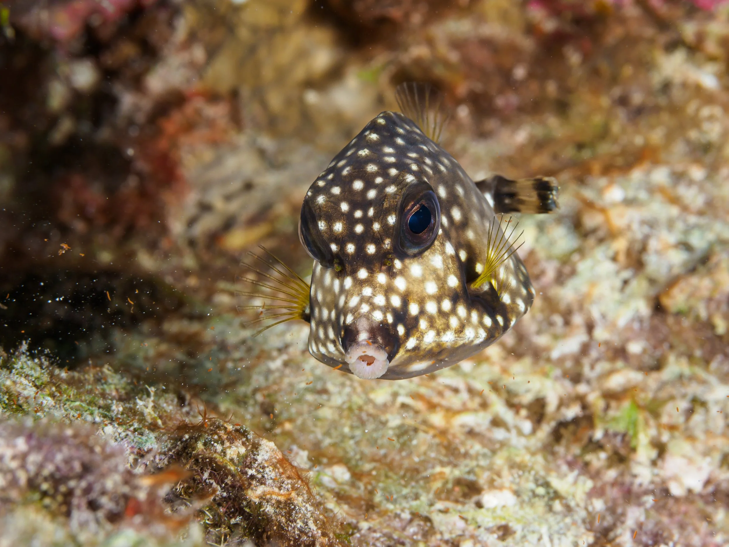 Smooth Trunkfish hunting with jets of water - Bonaire