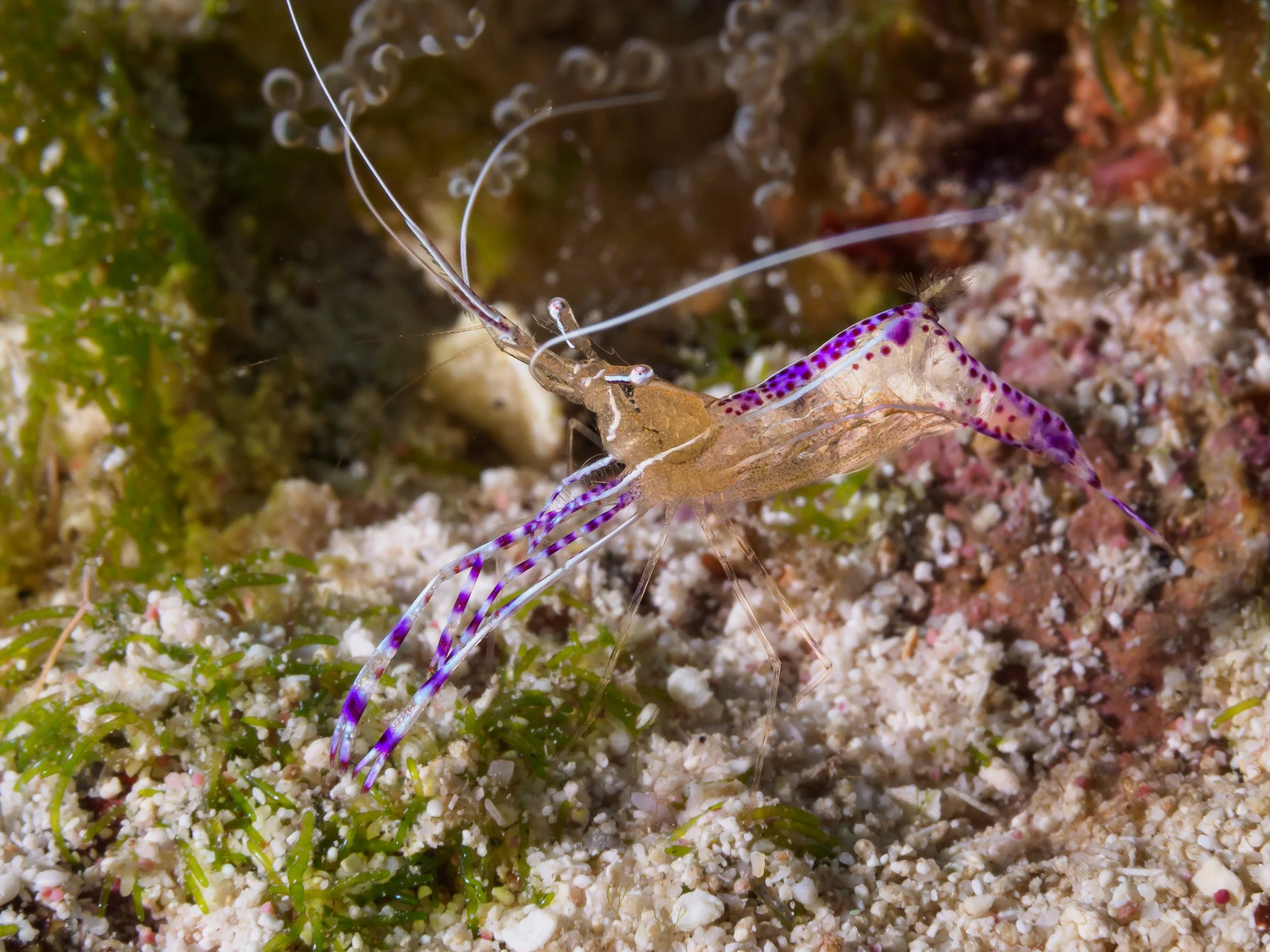 Pederson Cleaner Shrimp - Cayman Brac