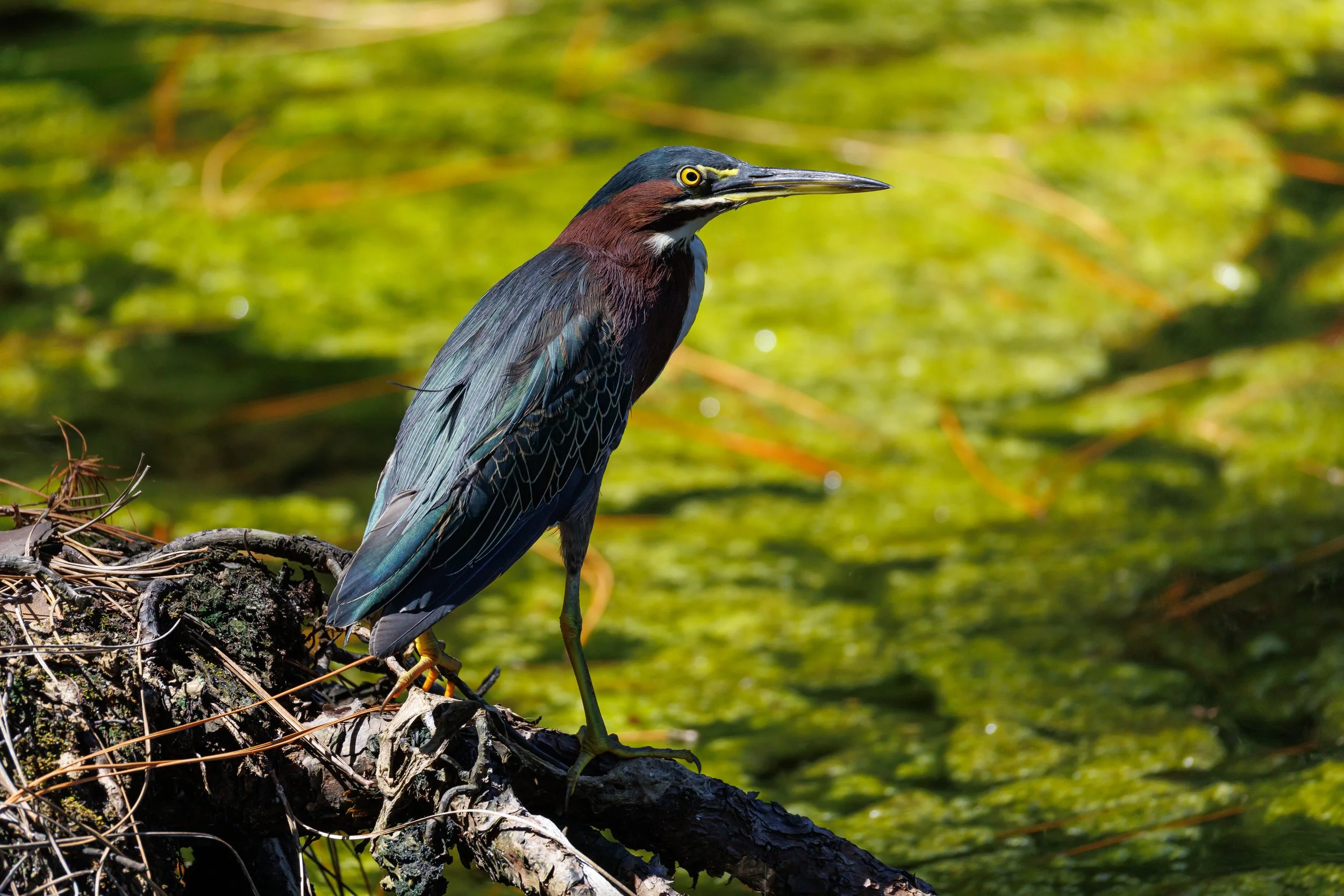 Green Heron and algae covered pond -Florida