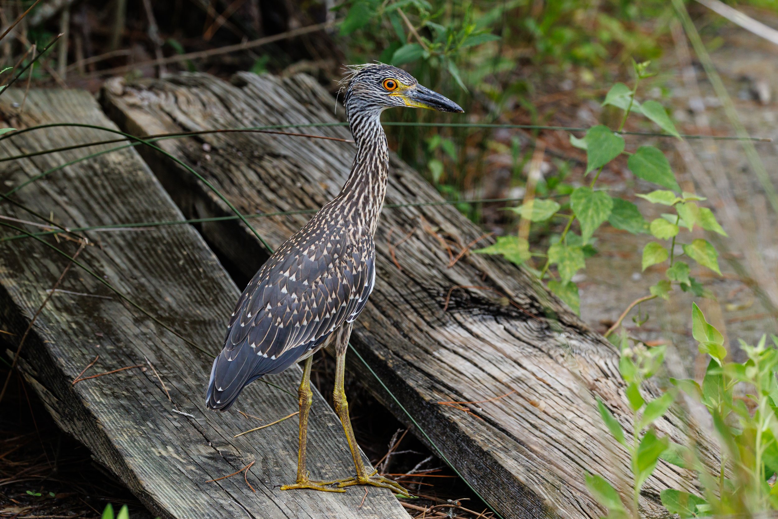 Juvenile Yellow-crowned Night Heron - Florida