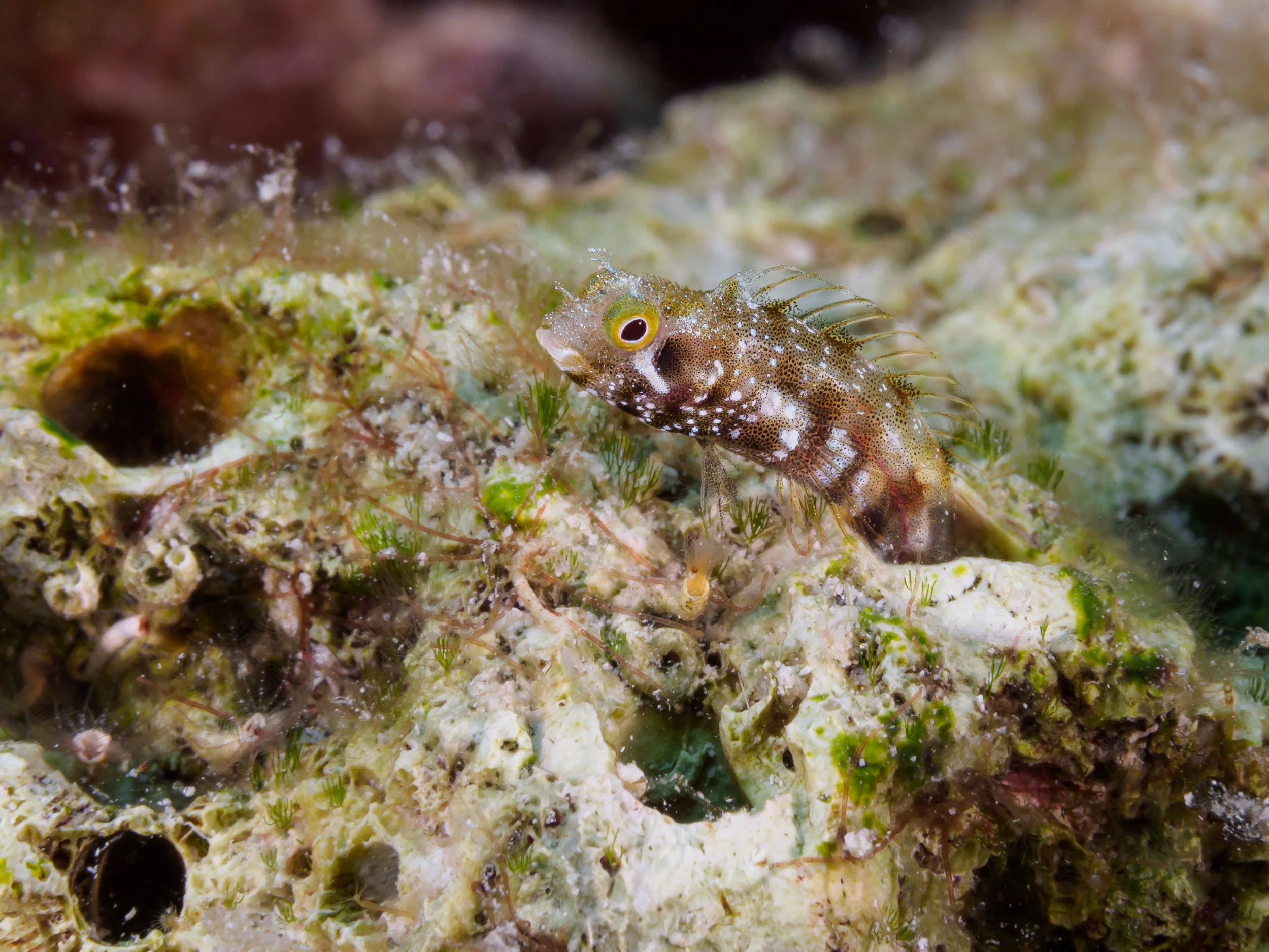 Blenny defending territory - Bonaire