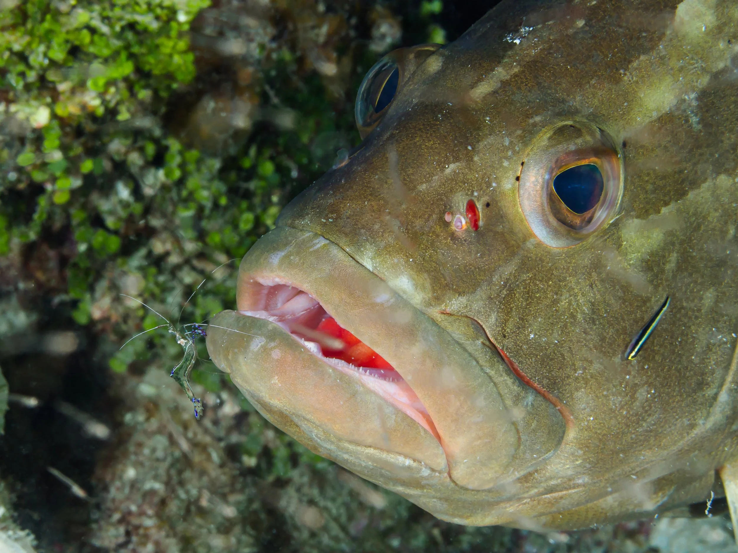 Nassau Grouper with cleaner shrimp - Cayman Brac