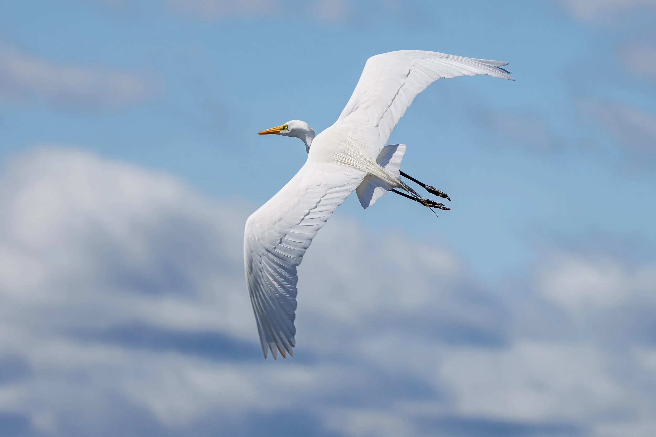 Great Egret soaring - Florida