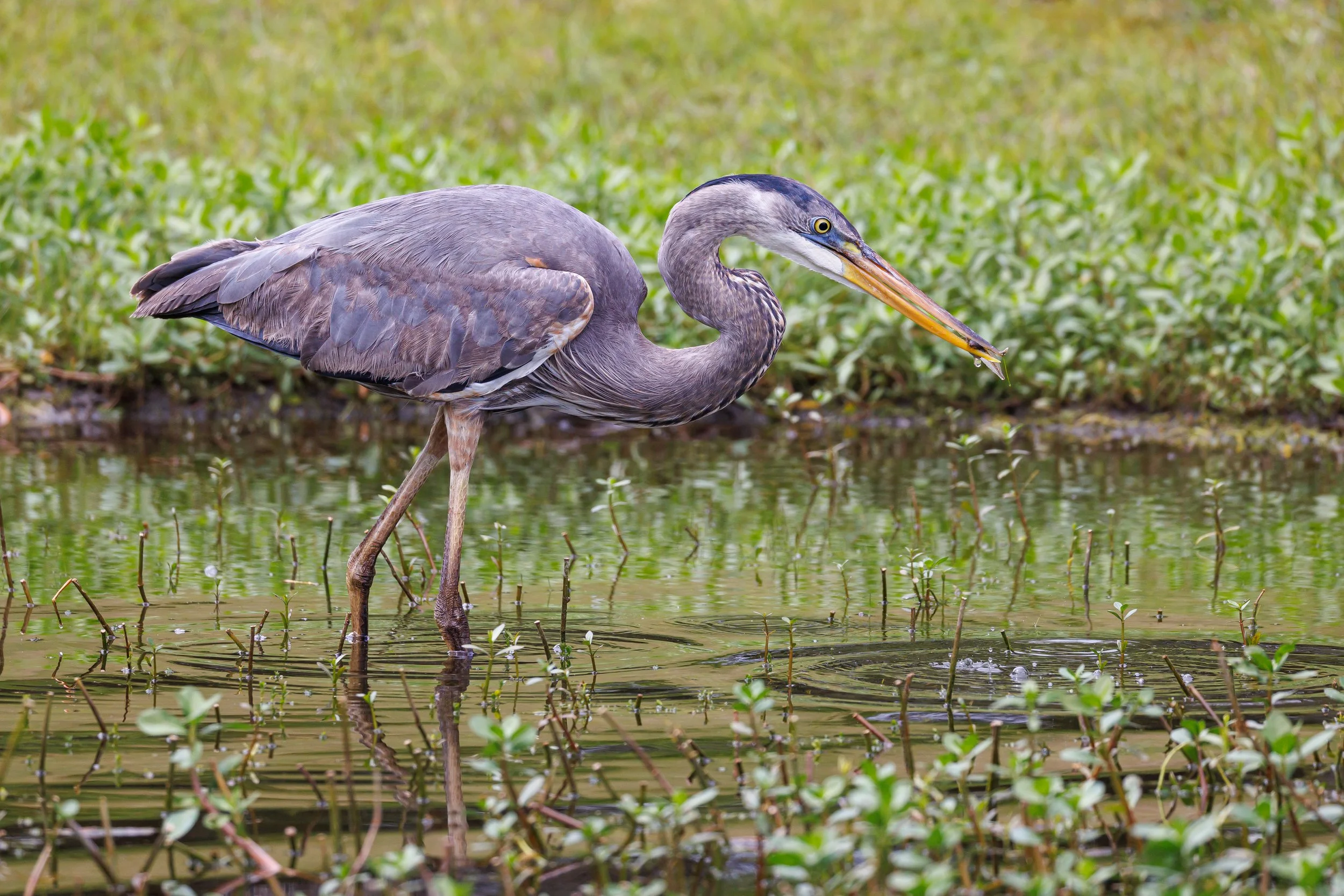 Great Blue Heron in calm water - Florida