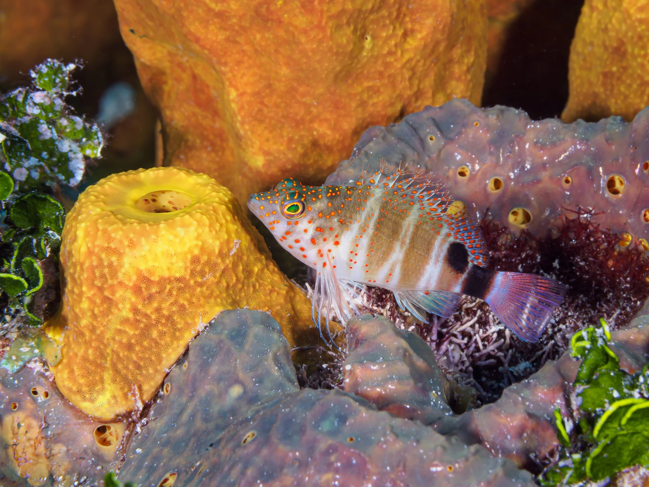 Spotted Hawkfish - Cayman Brac