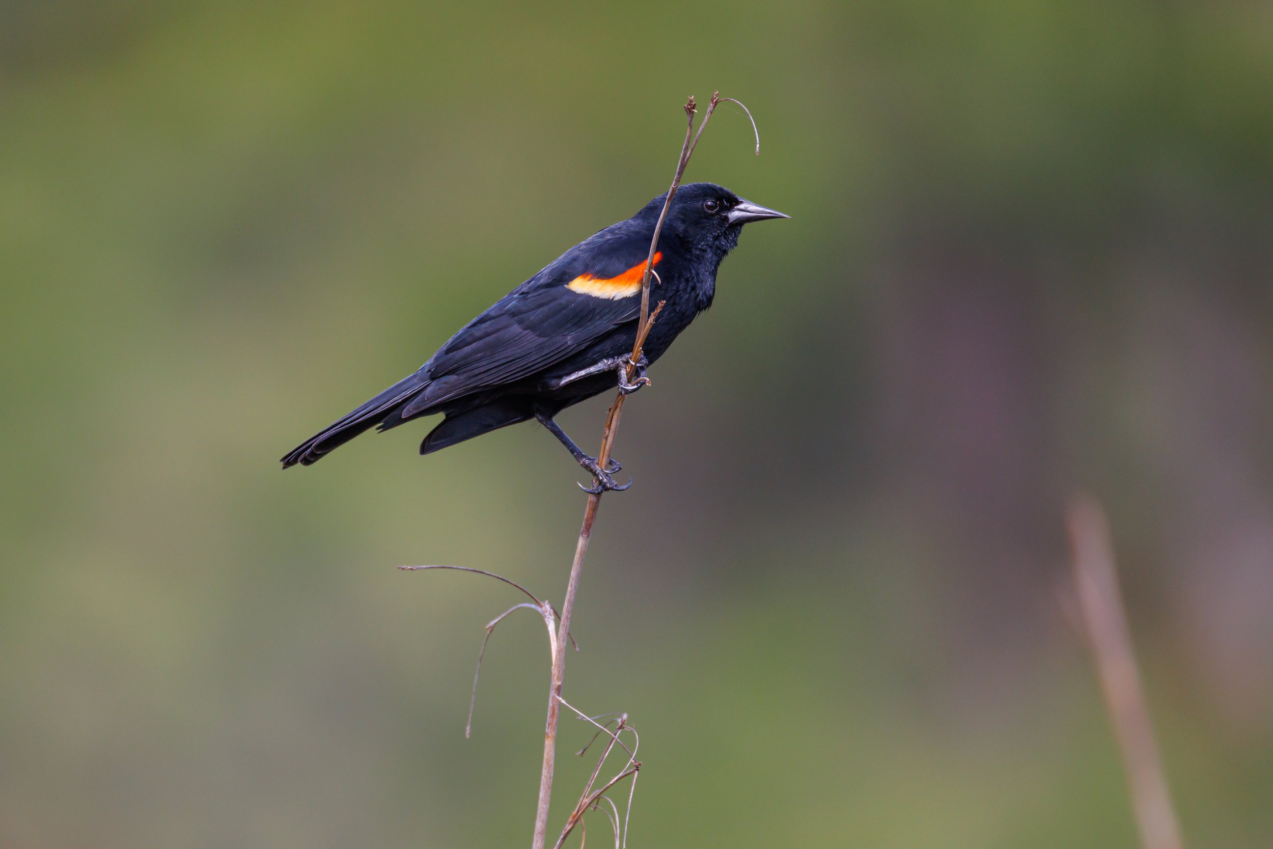 Male Redwinged Blackbird - Florida