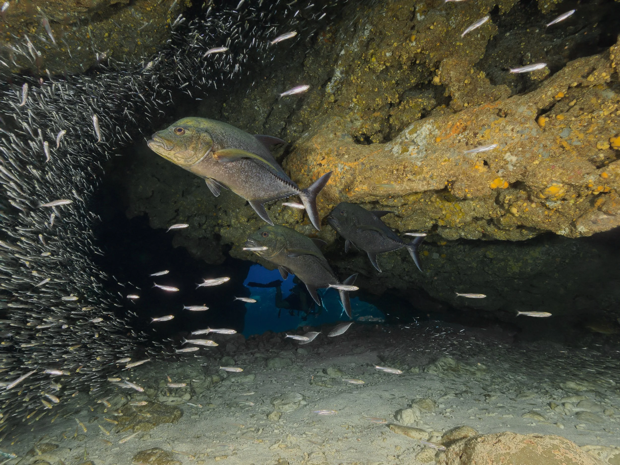 Trio of Horse-eye Jacks move through school of silversides - Grand Cayman