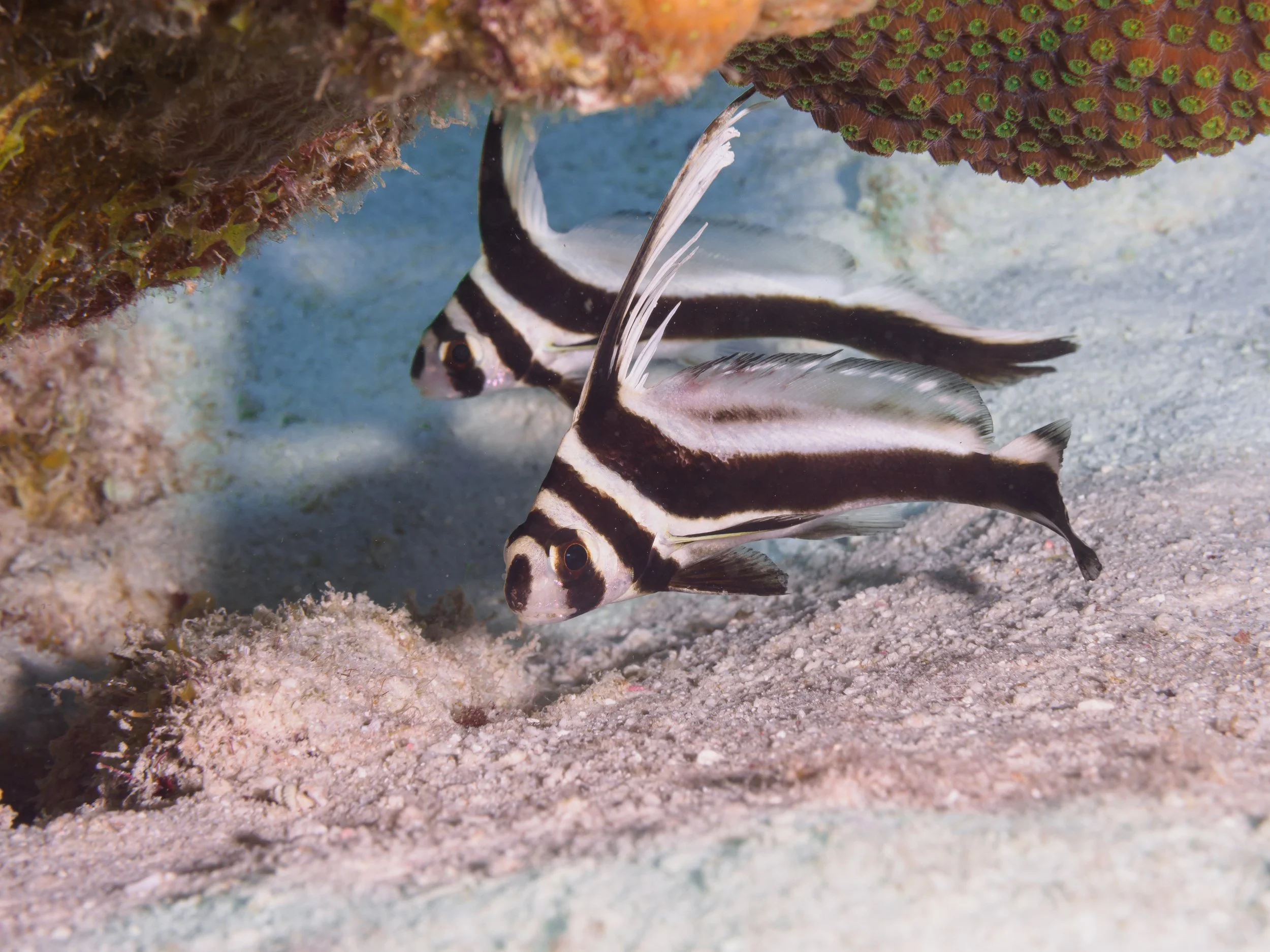Juvenile Spotted Drum pair - Bonaire