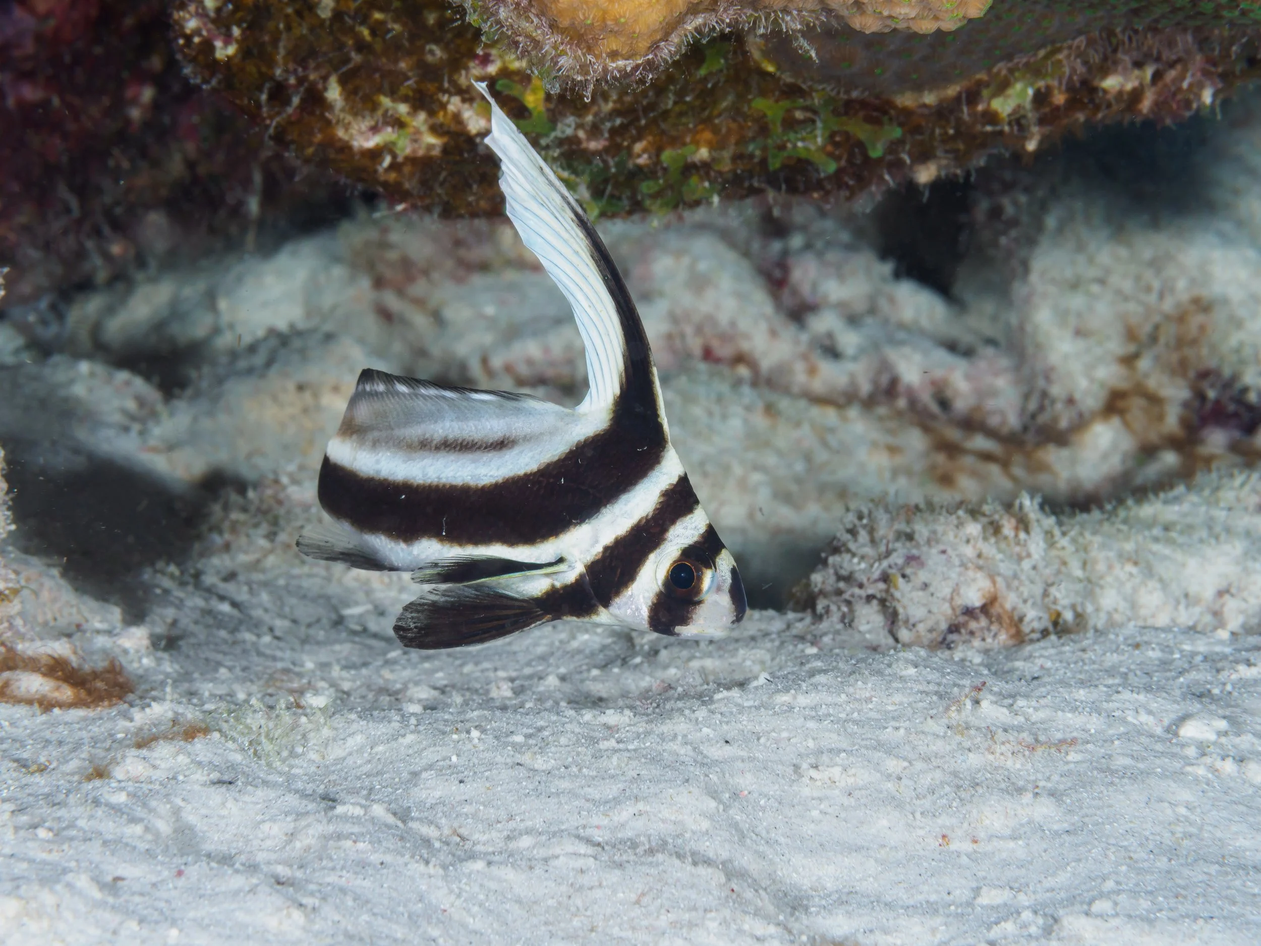 Juvenile Spotted Drum - Bonaire