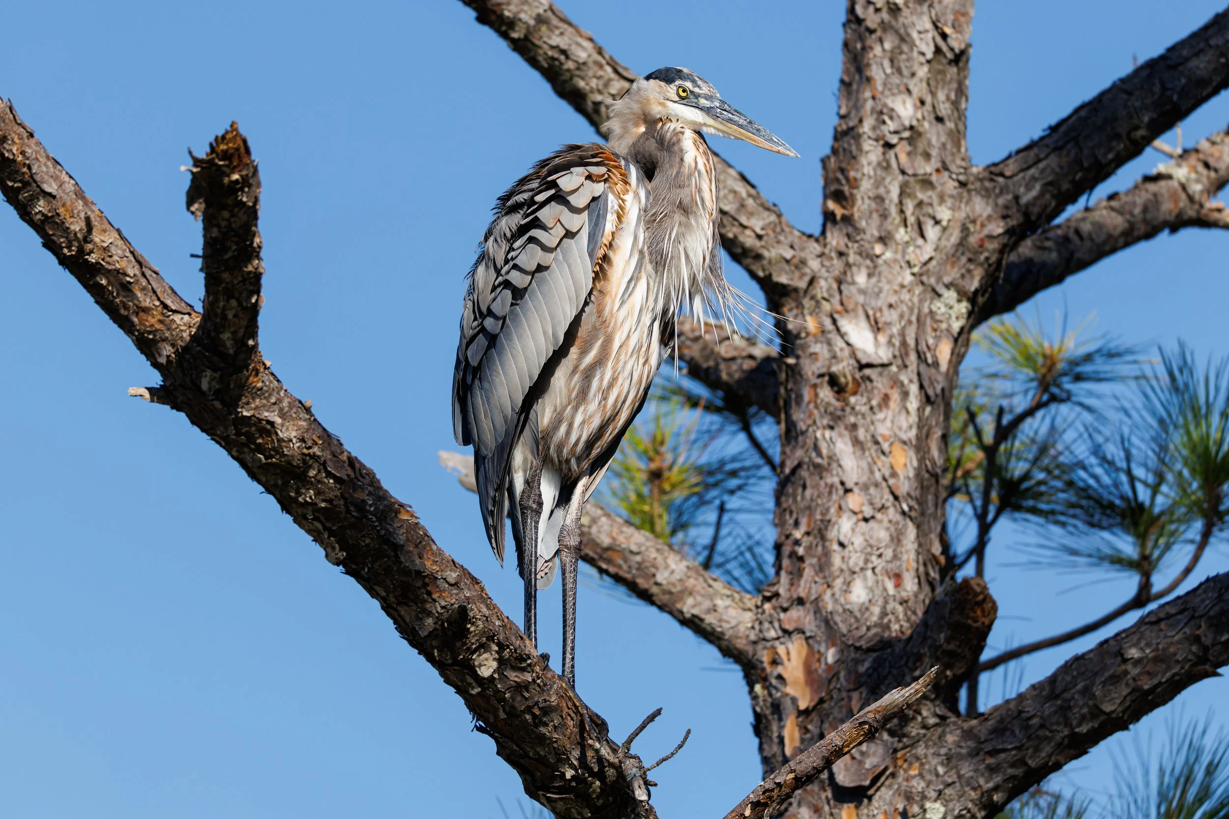 Great Blue Heron in afternoon sun - Florida