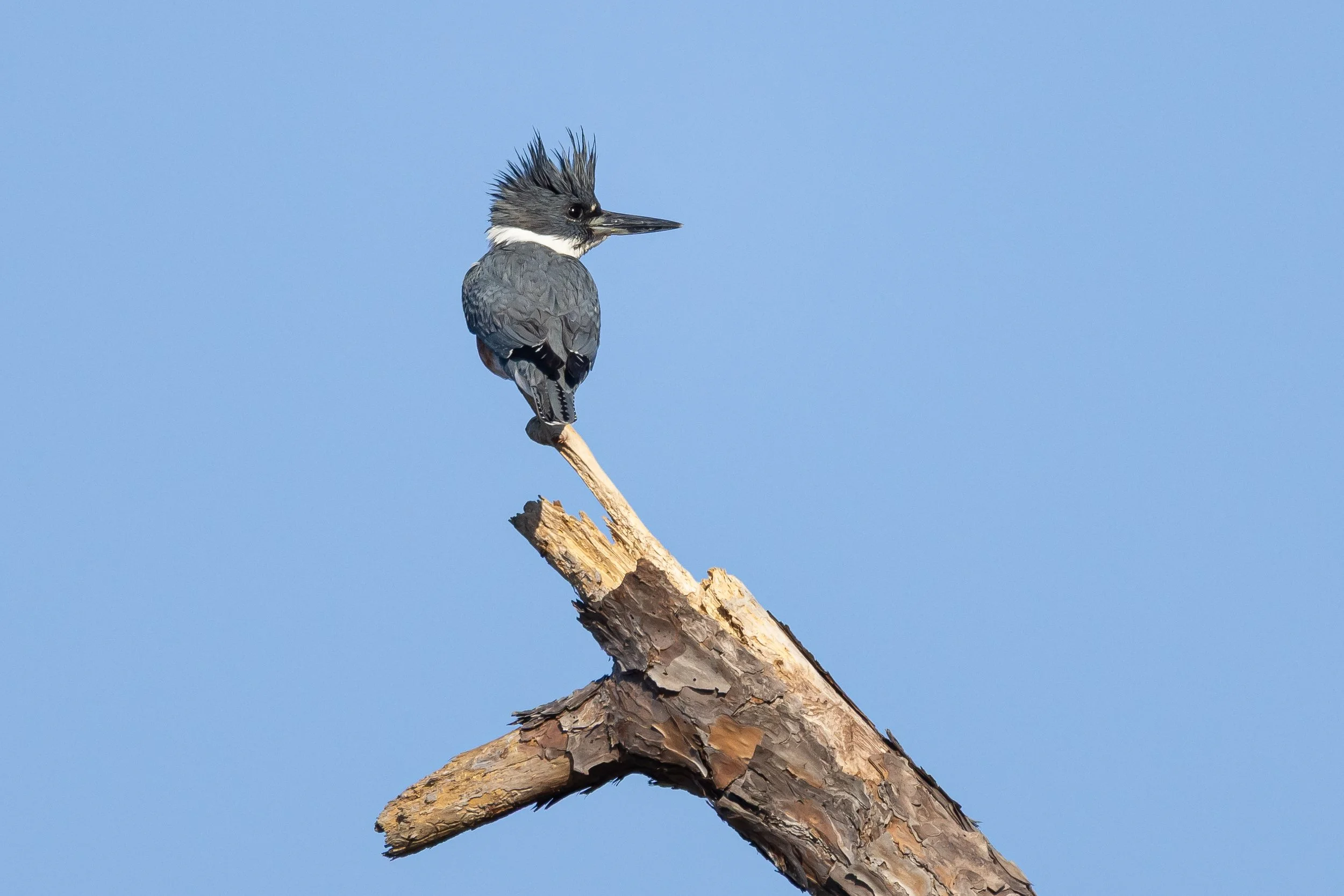 Belted Kingfisher - Florida