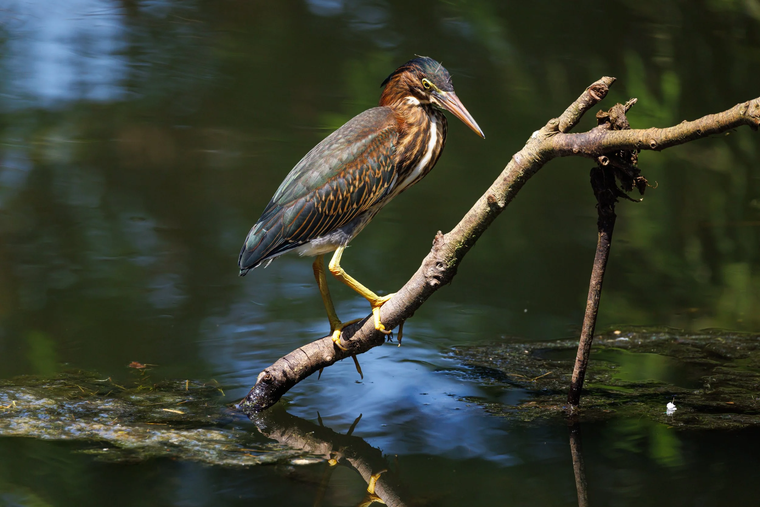 Green Heron over water - Florida