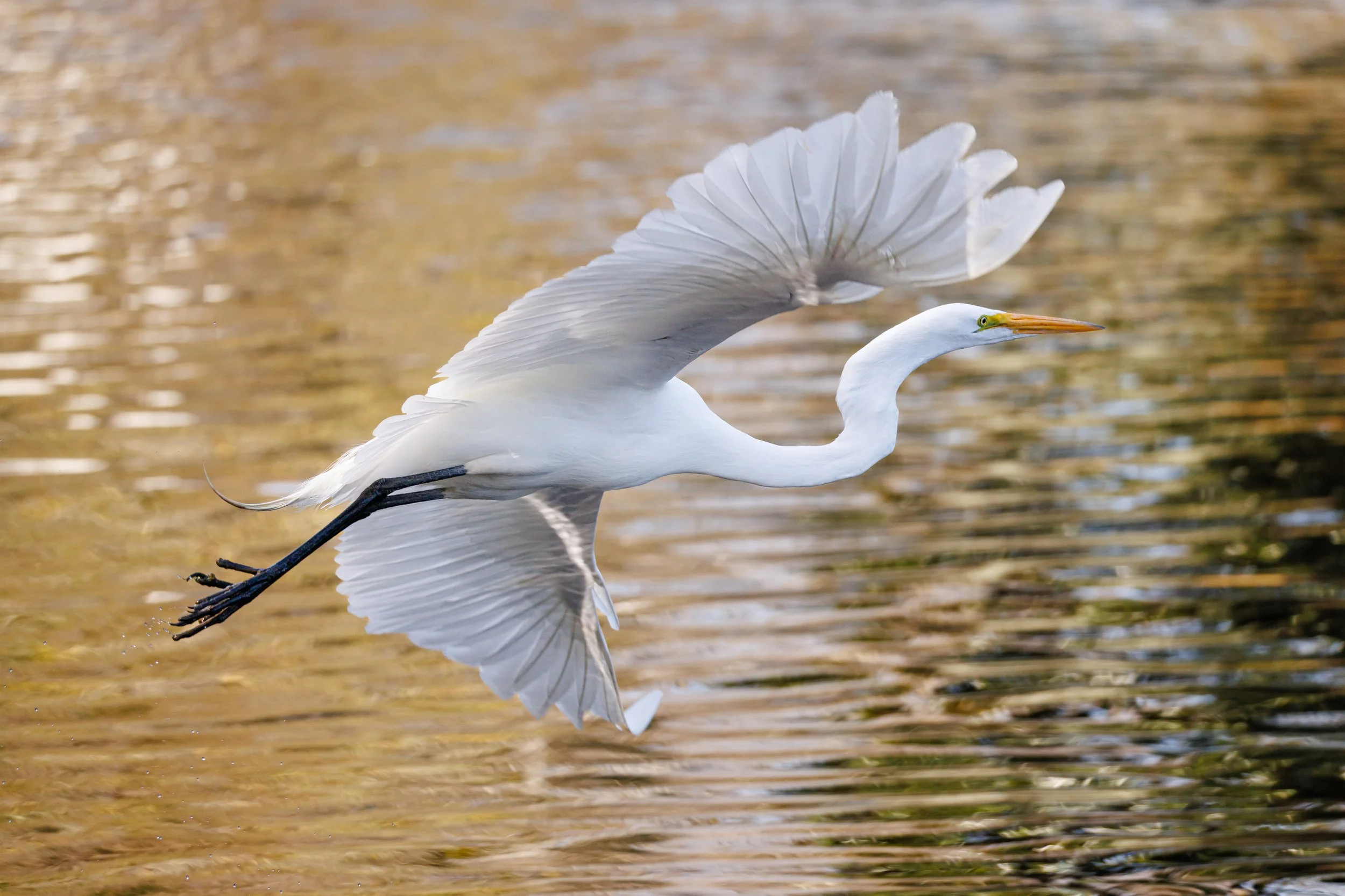 Great Egret banks over water - Florida