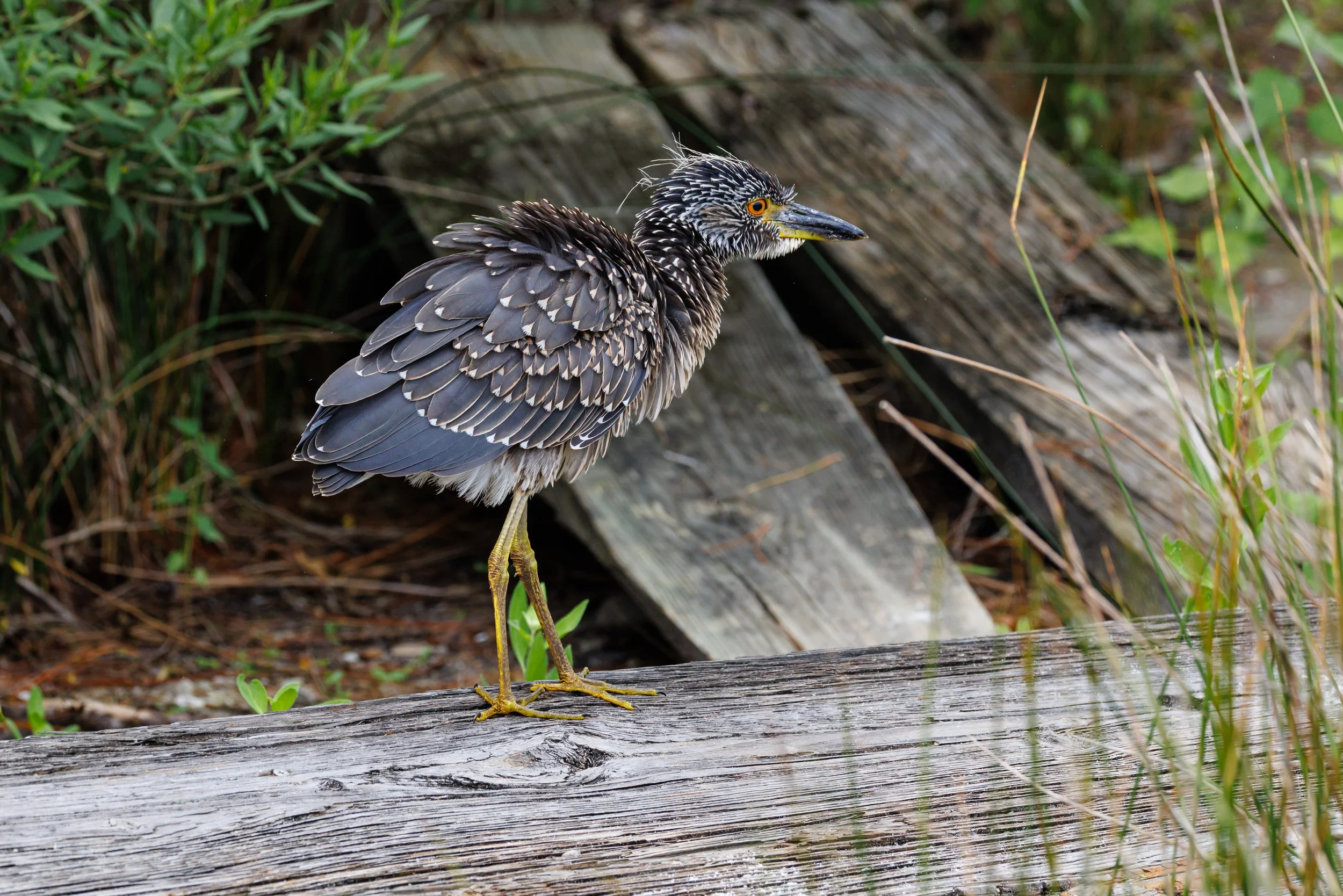 Juvenile Yellow-crowned Night Heron - Florida