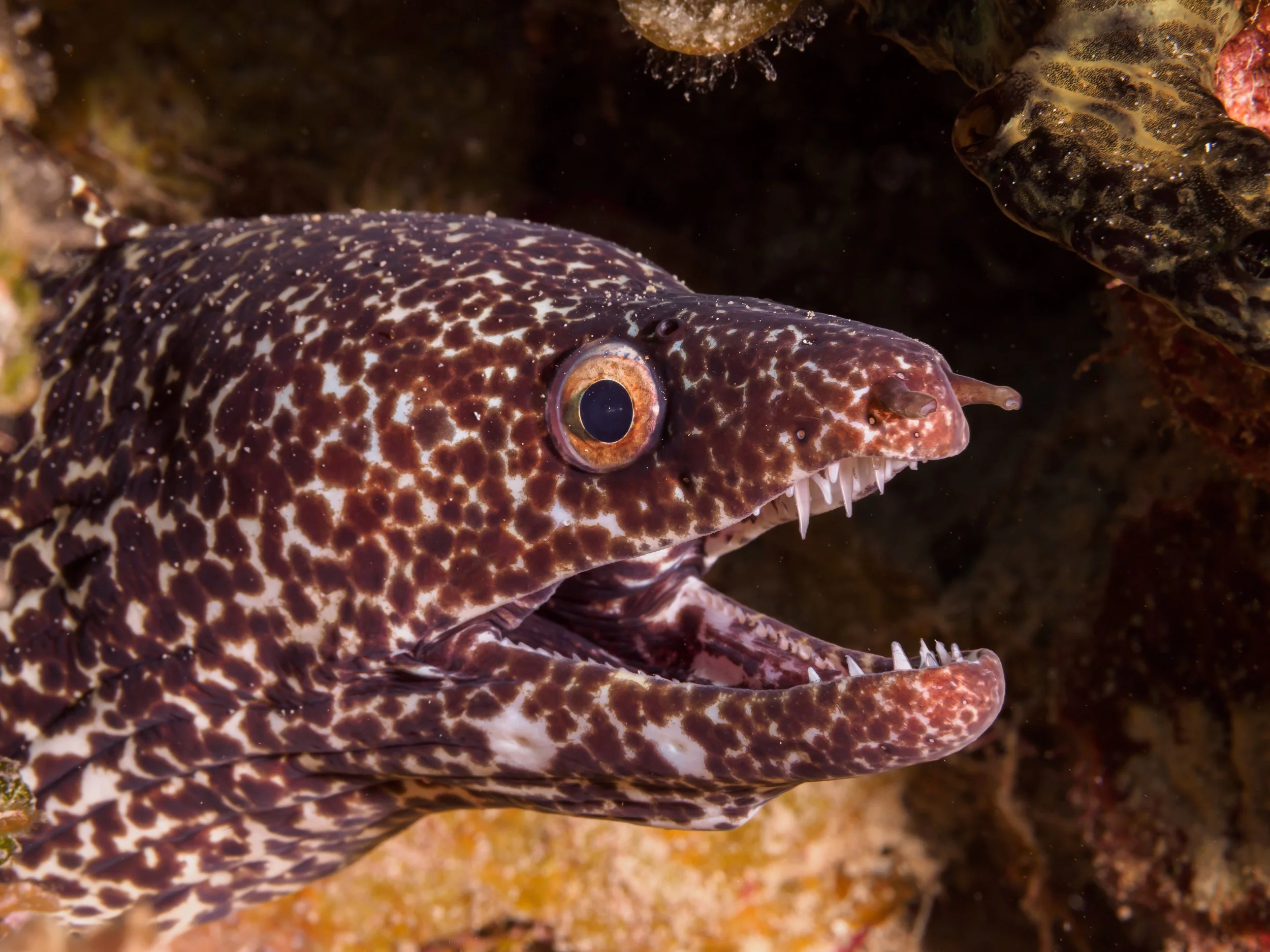Spotted Moray Eel - Cayman Brac