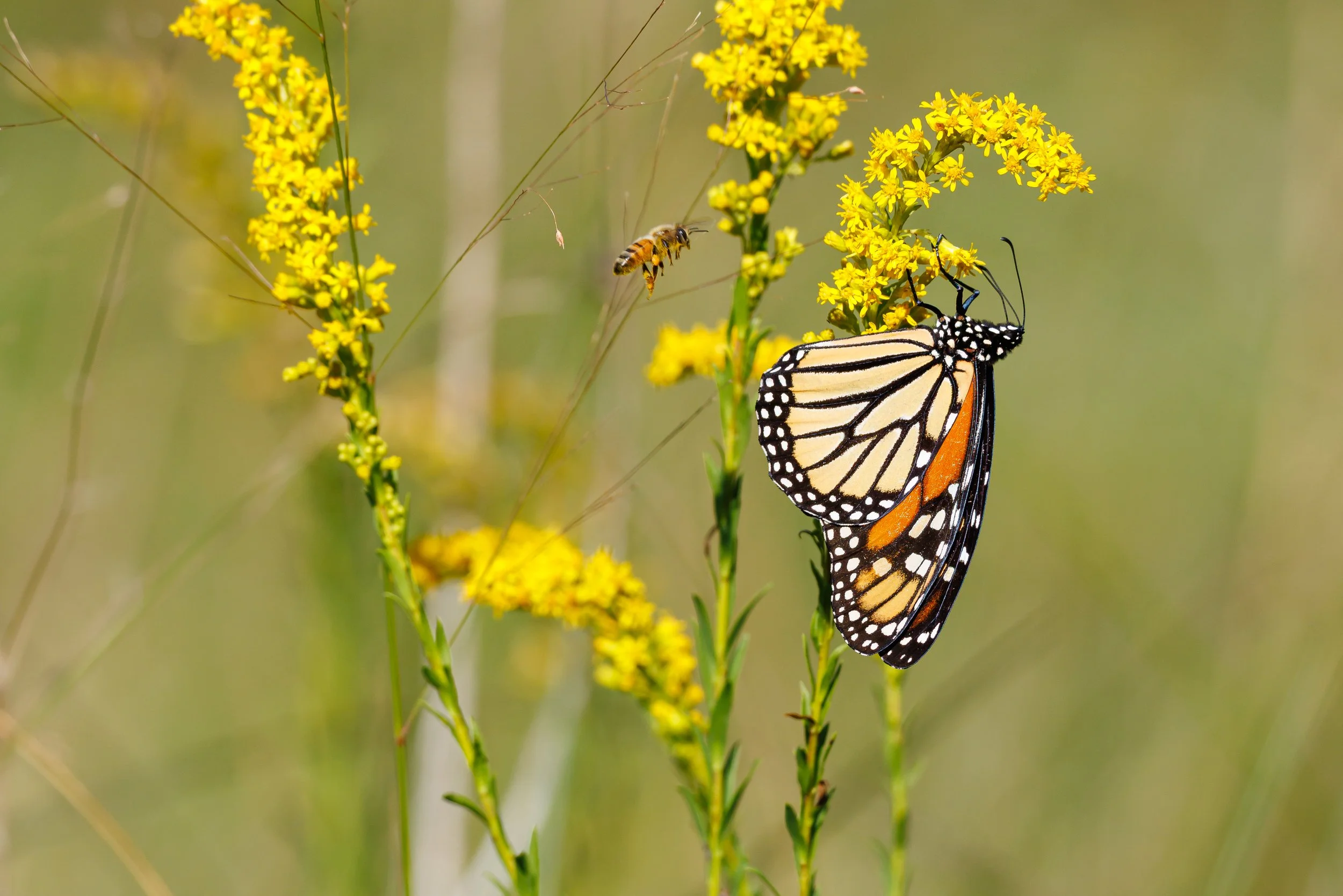 Monarch Butterfly and honeybee - Florida