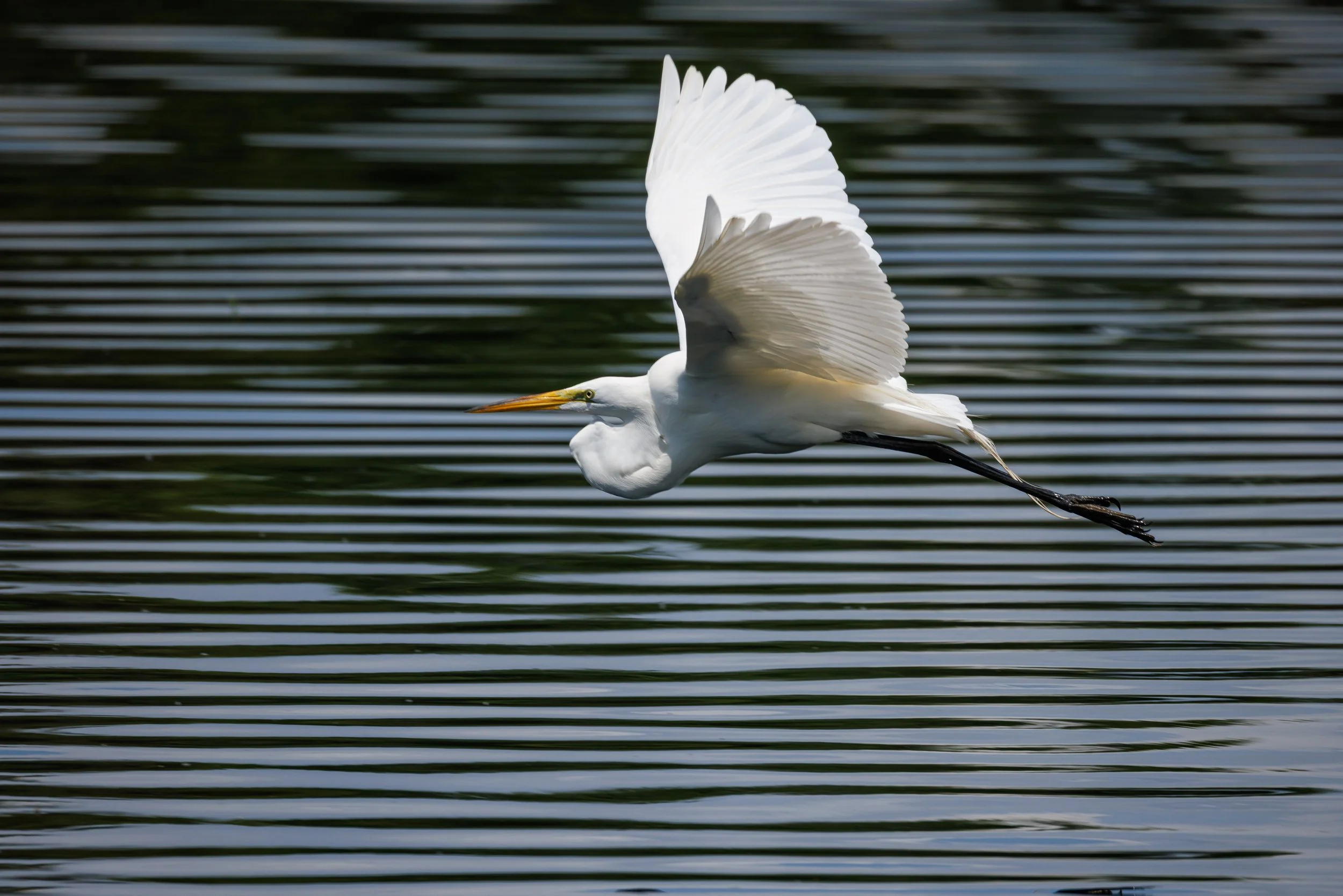 Great Egret in flight - Florida