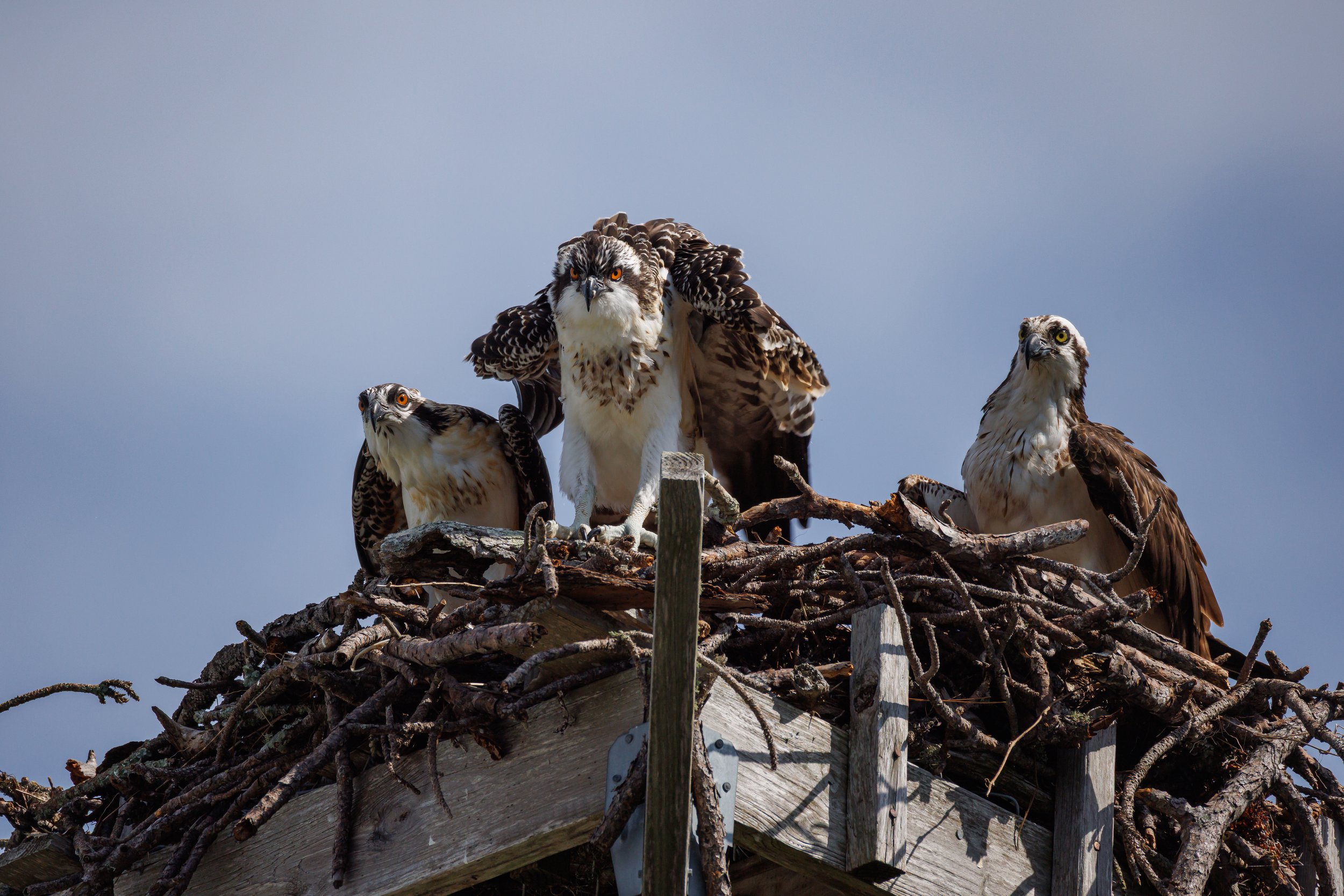 Mother Osprey with two juveniles - Florida