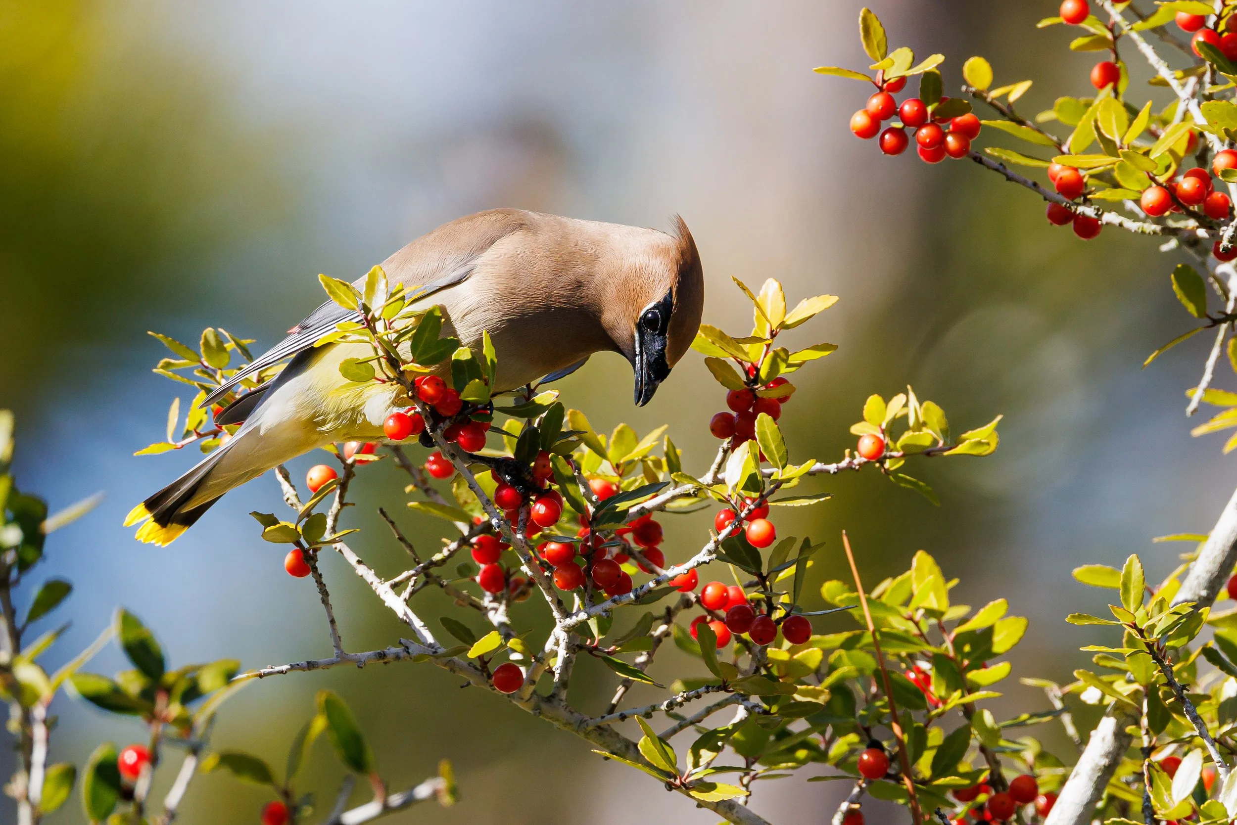 Cedar Waxwing -Florida