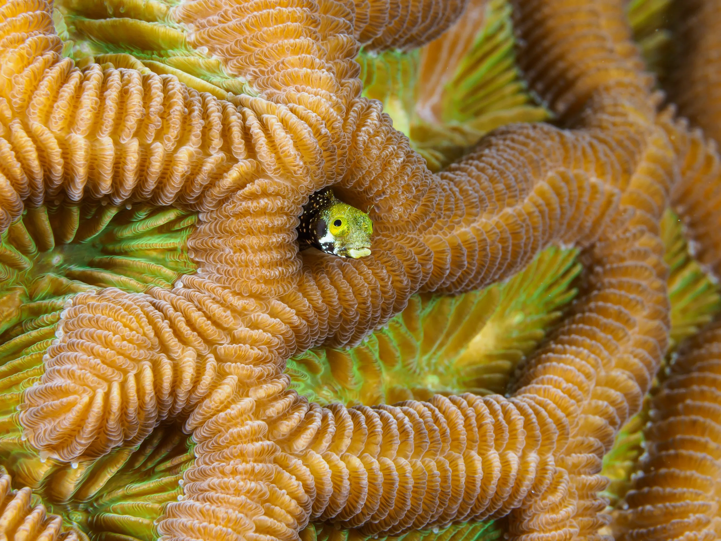 Secretary Blenny in coral lair - cayman Brac