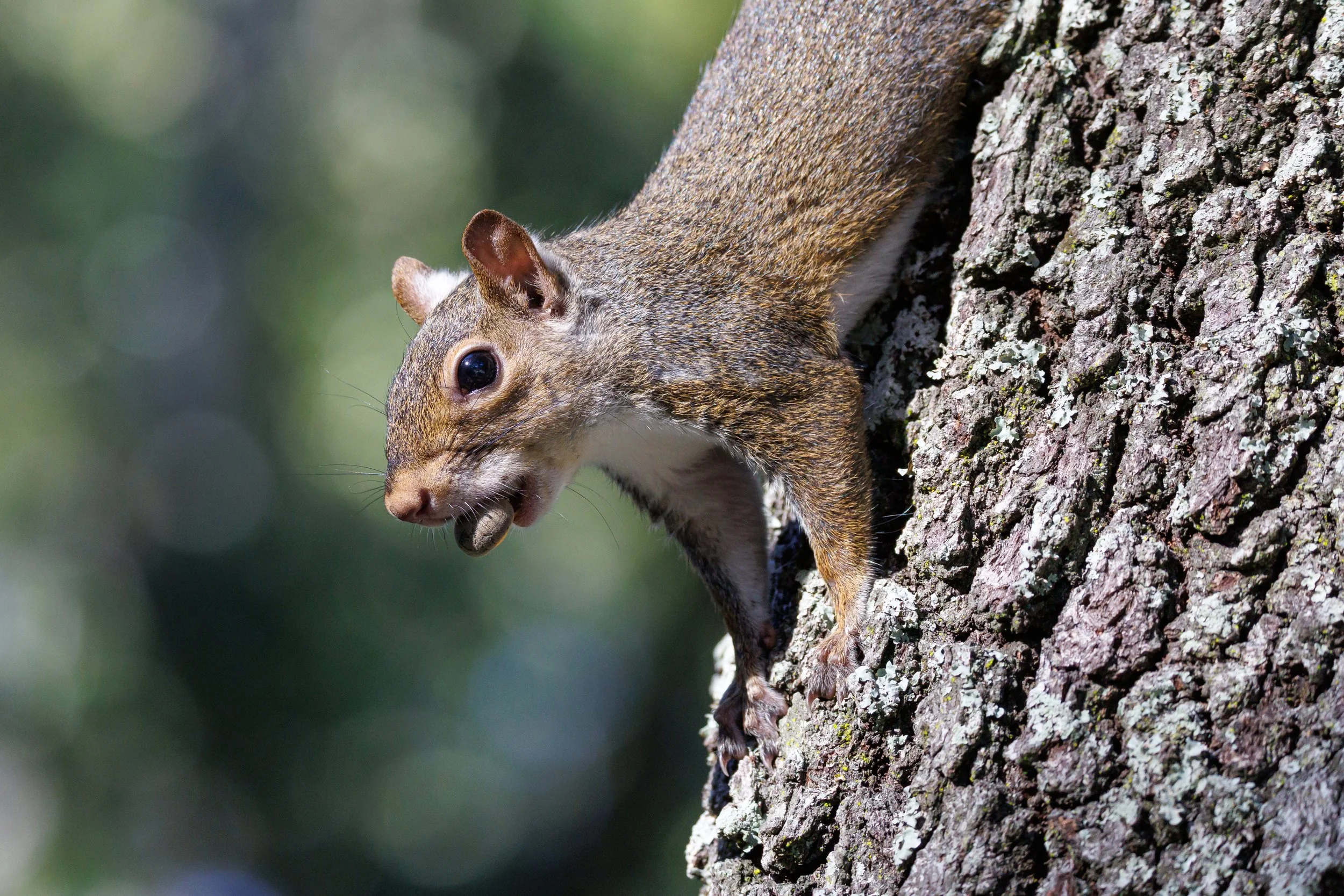 Squirrel with acorn - Florida