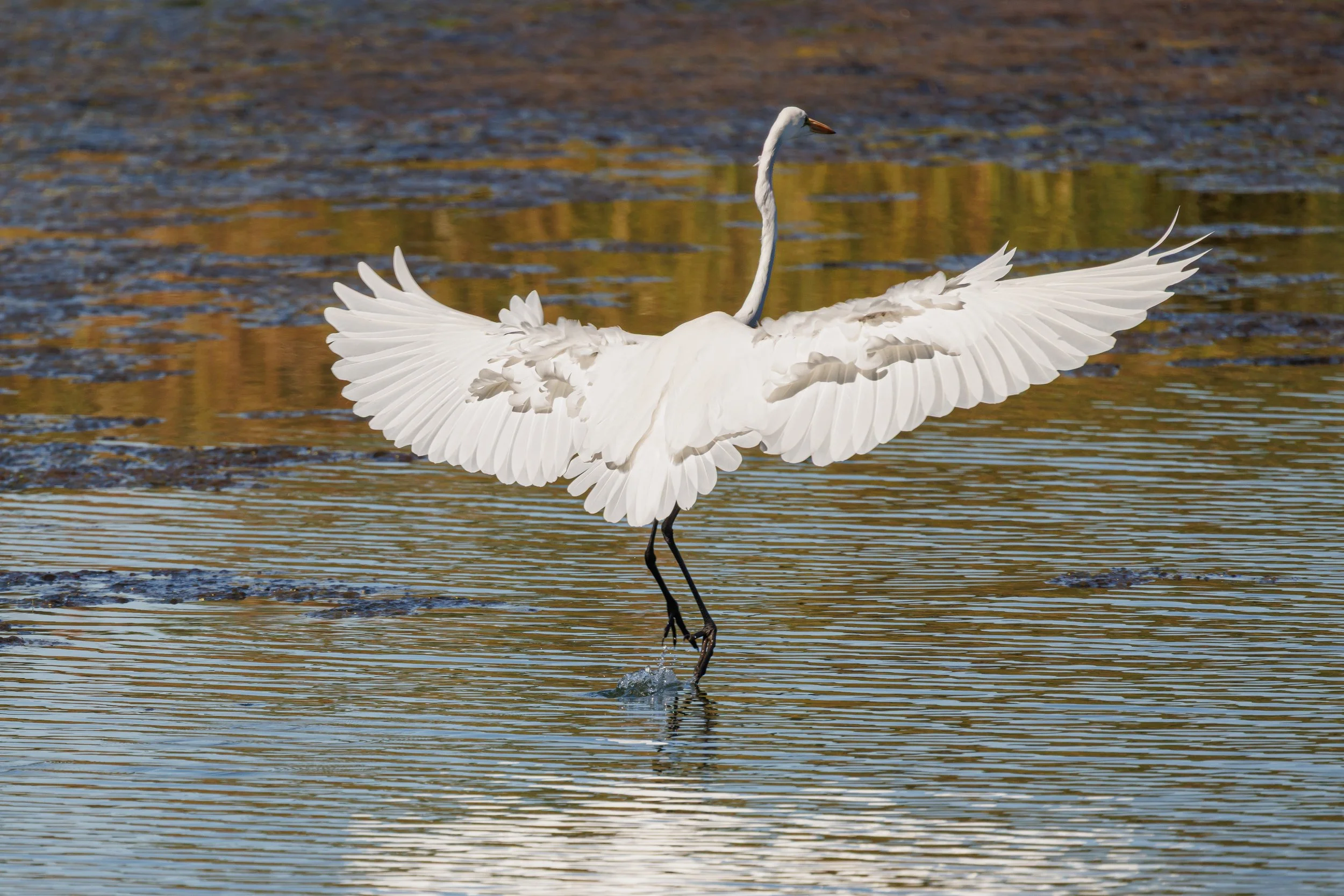 Egret landing = Florida