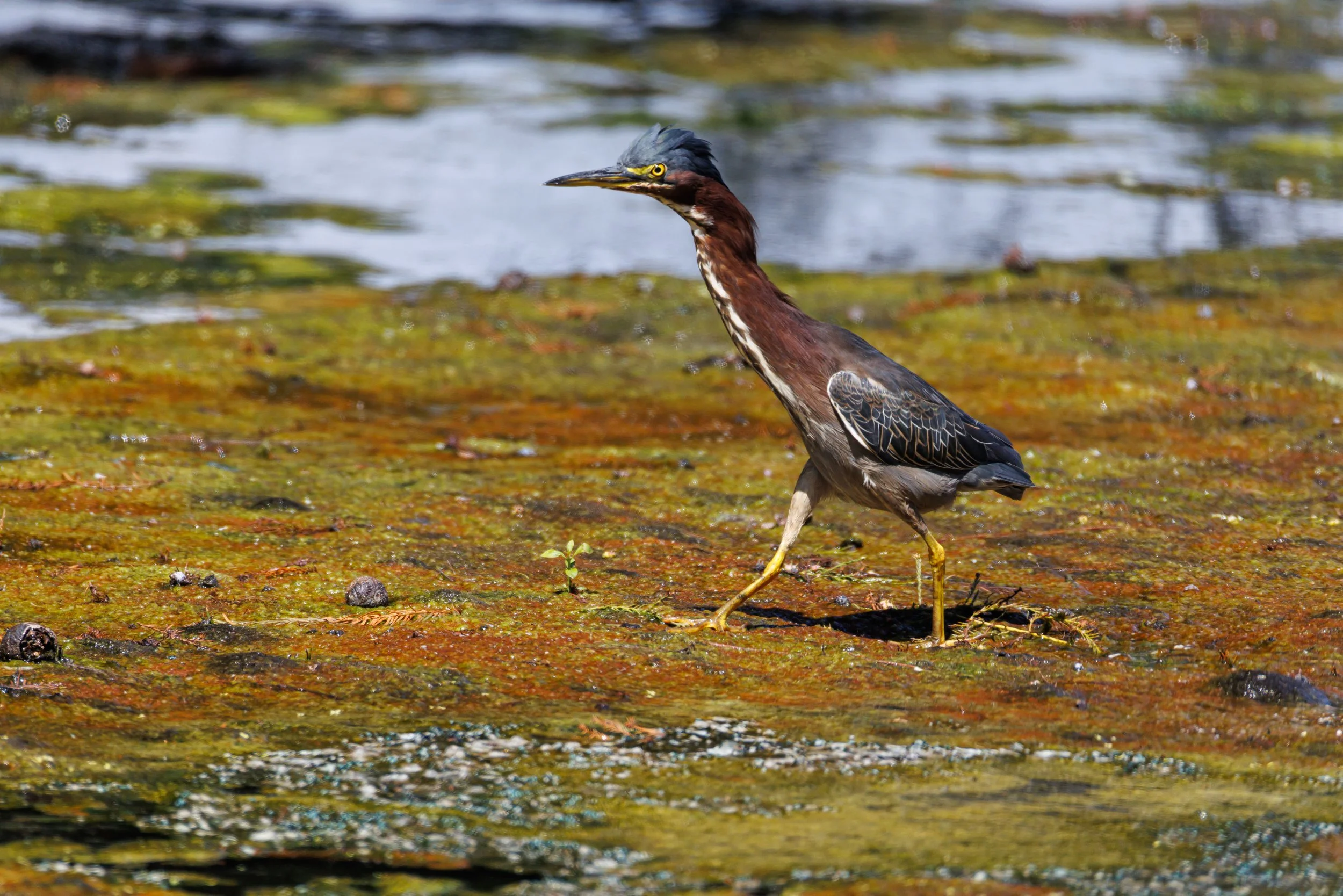Green Heron walks on algae - Florida
