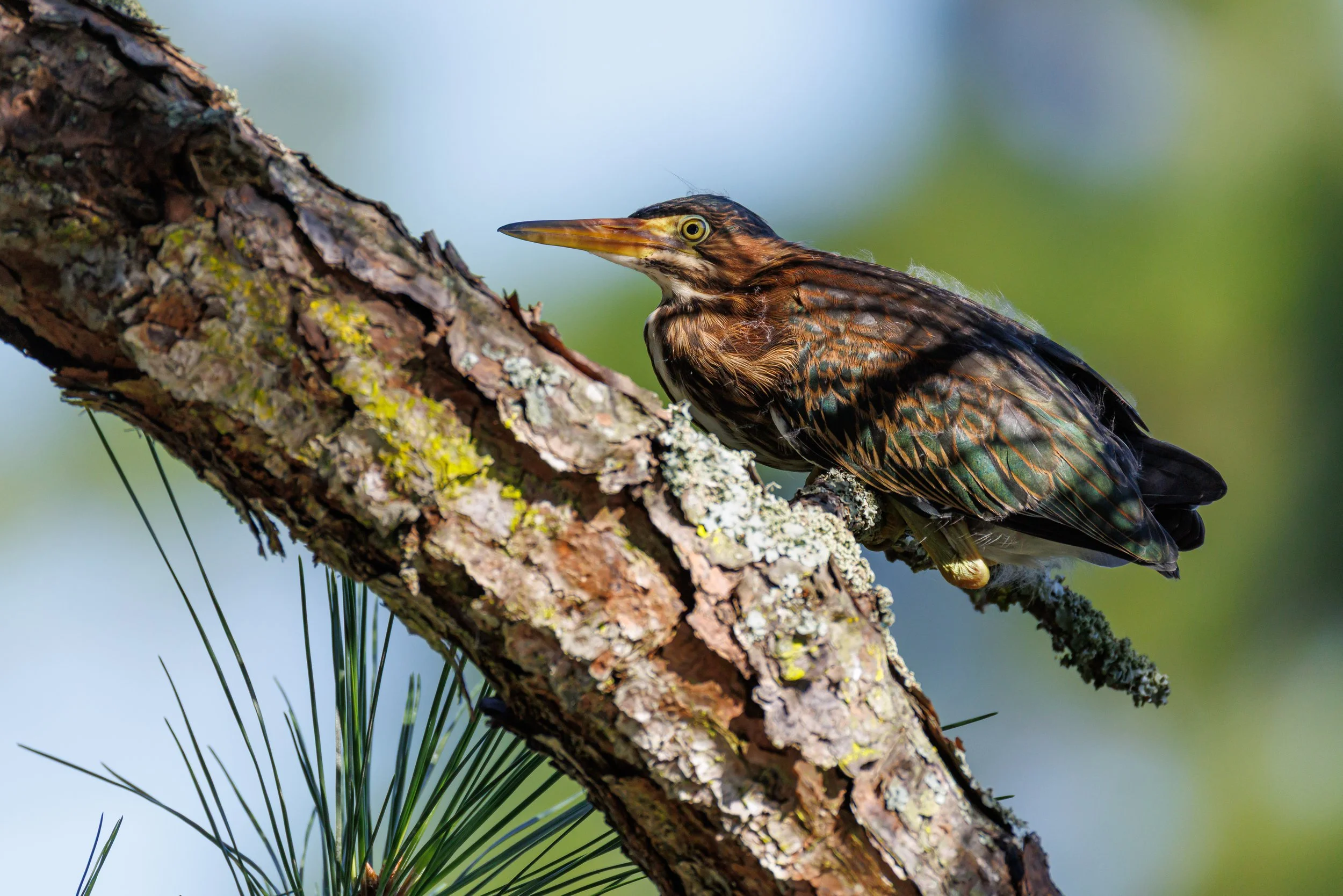 Green Heron on pine tree branch - Florida
