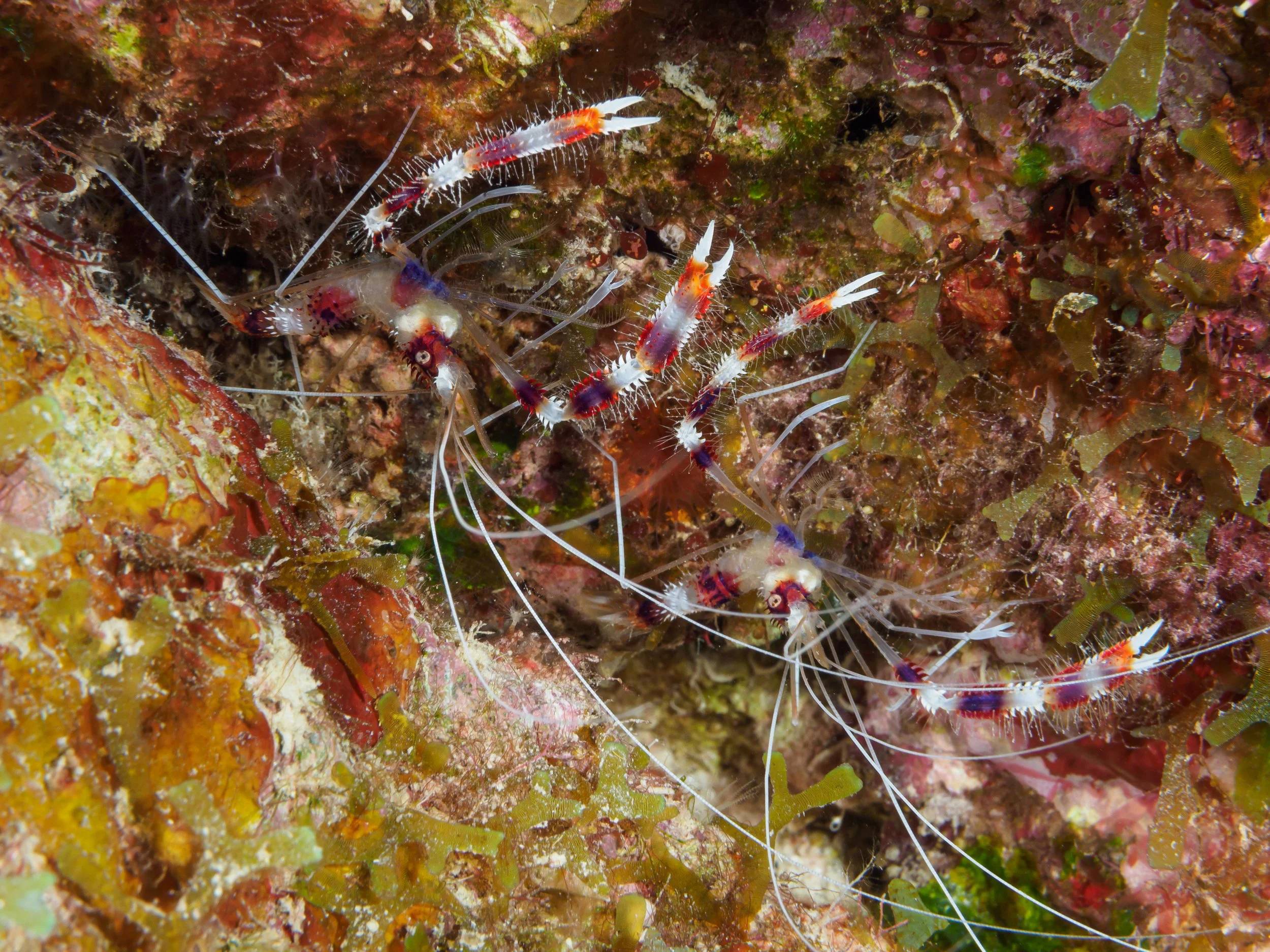 Banded Coral Shrimp pair - Bonaire