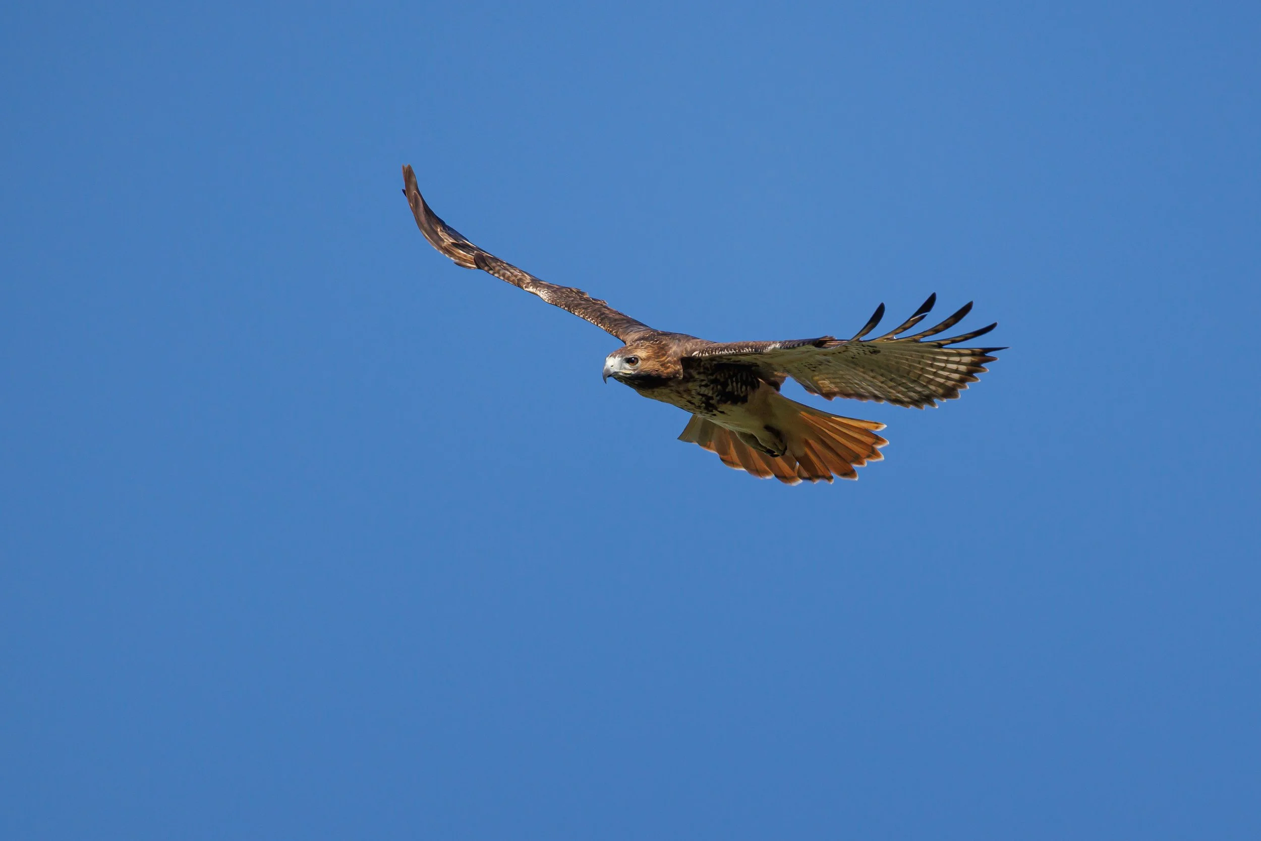 Red Tailed Hawk - Florida