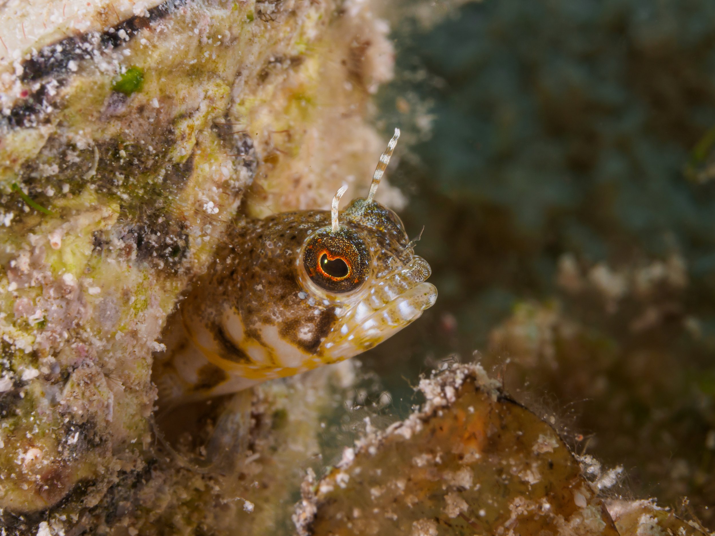 Sailfin Blenny - Cayman Brac