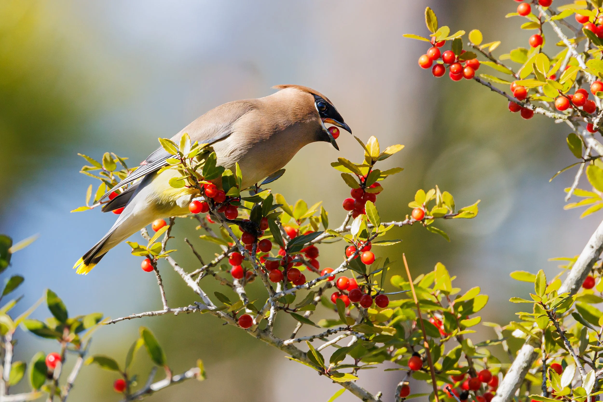 Cedar Waxwing eating berries - Florida