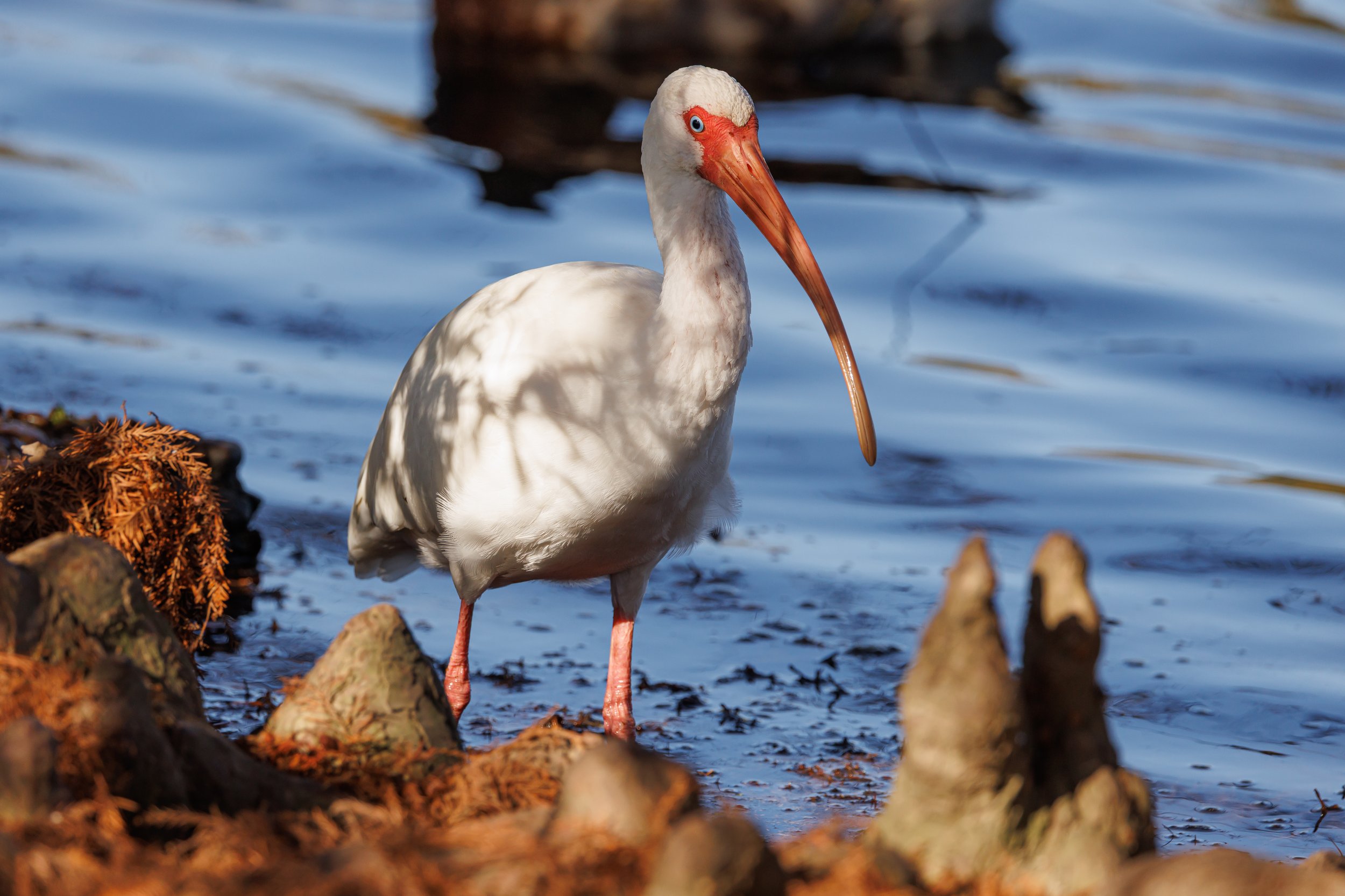 White Ibis - Louisiana