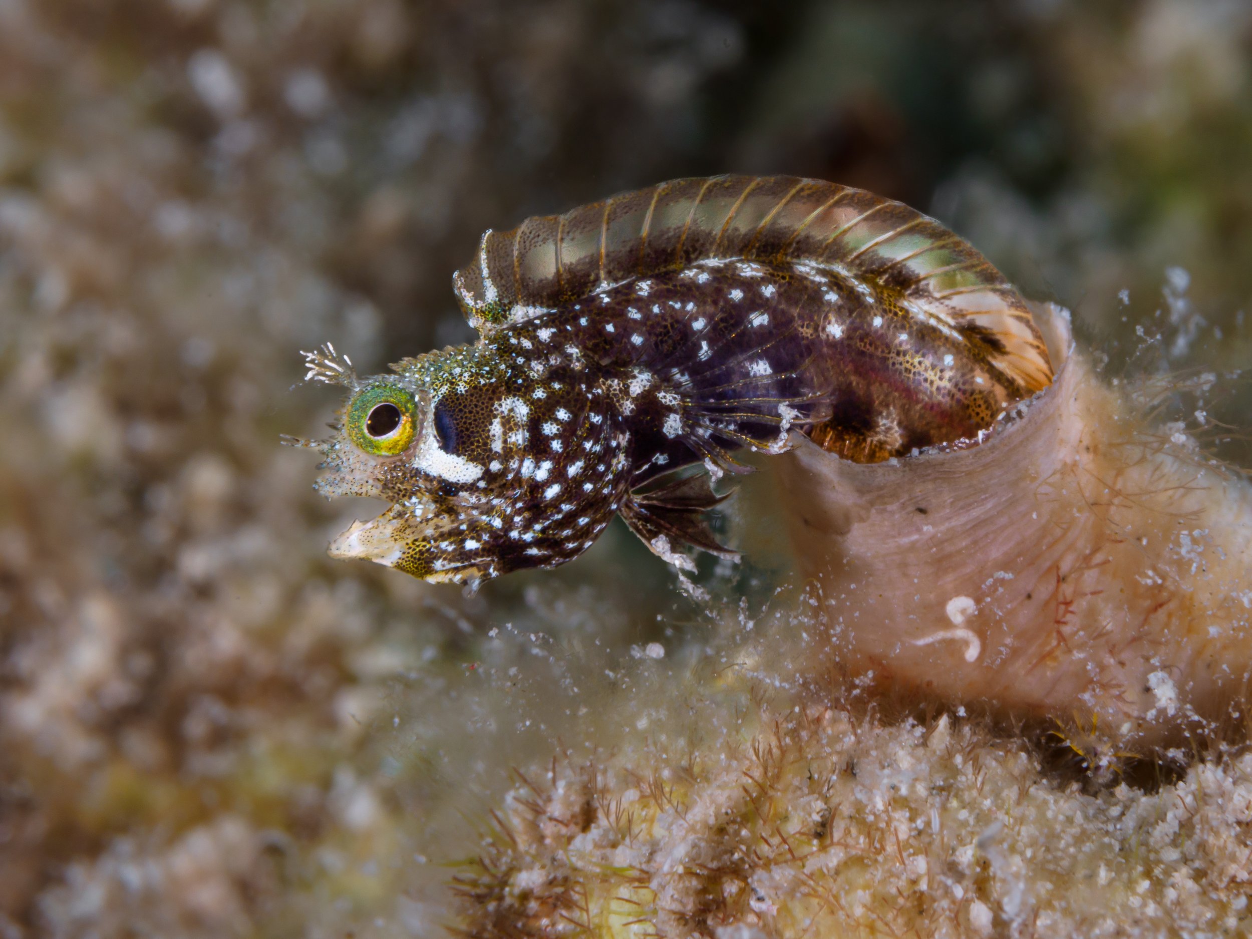 Blenny defends territory - Bonaire